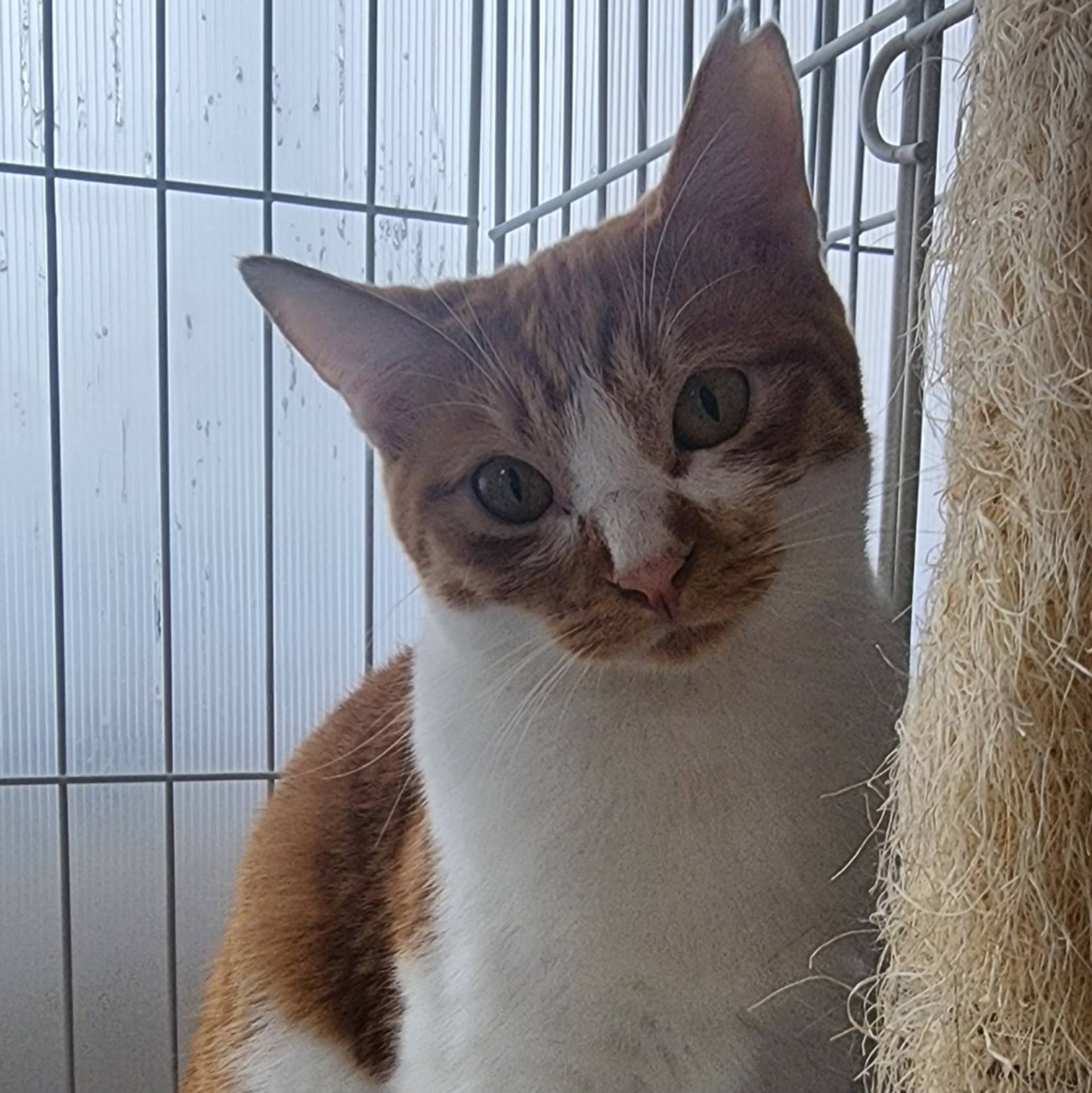 雑種（ミックス猫）・メスの里親募集の写真