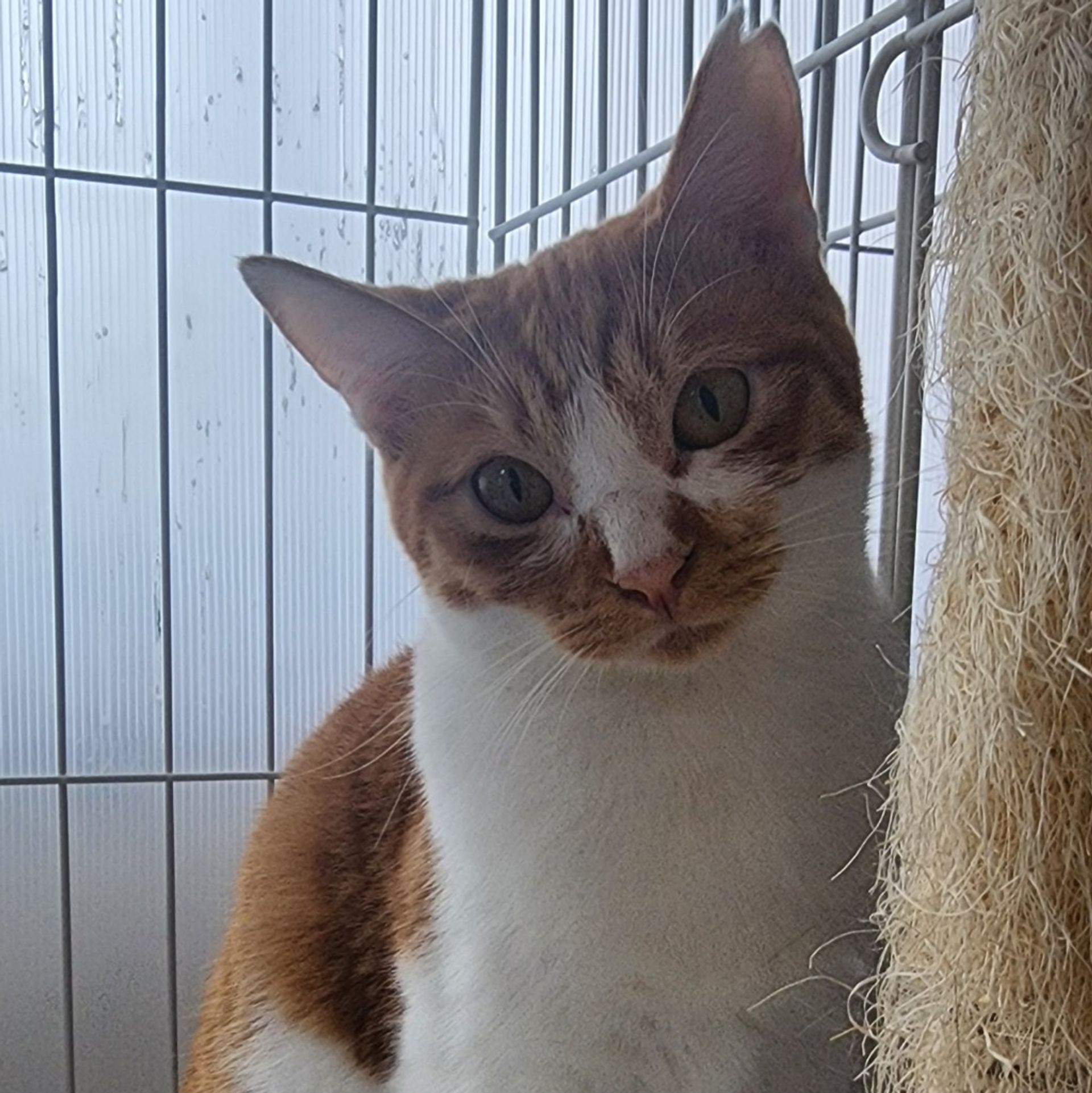 雑種（ミックス猫）・メスの里親募集の写真