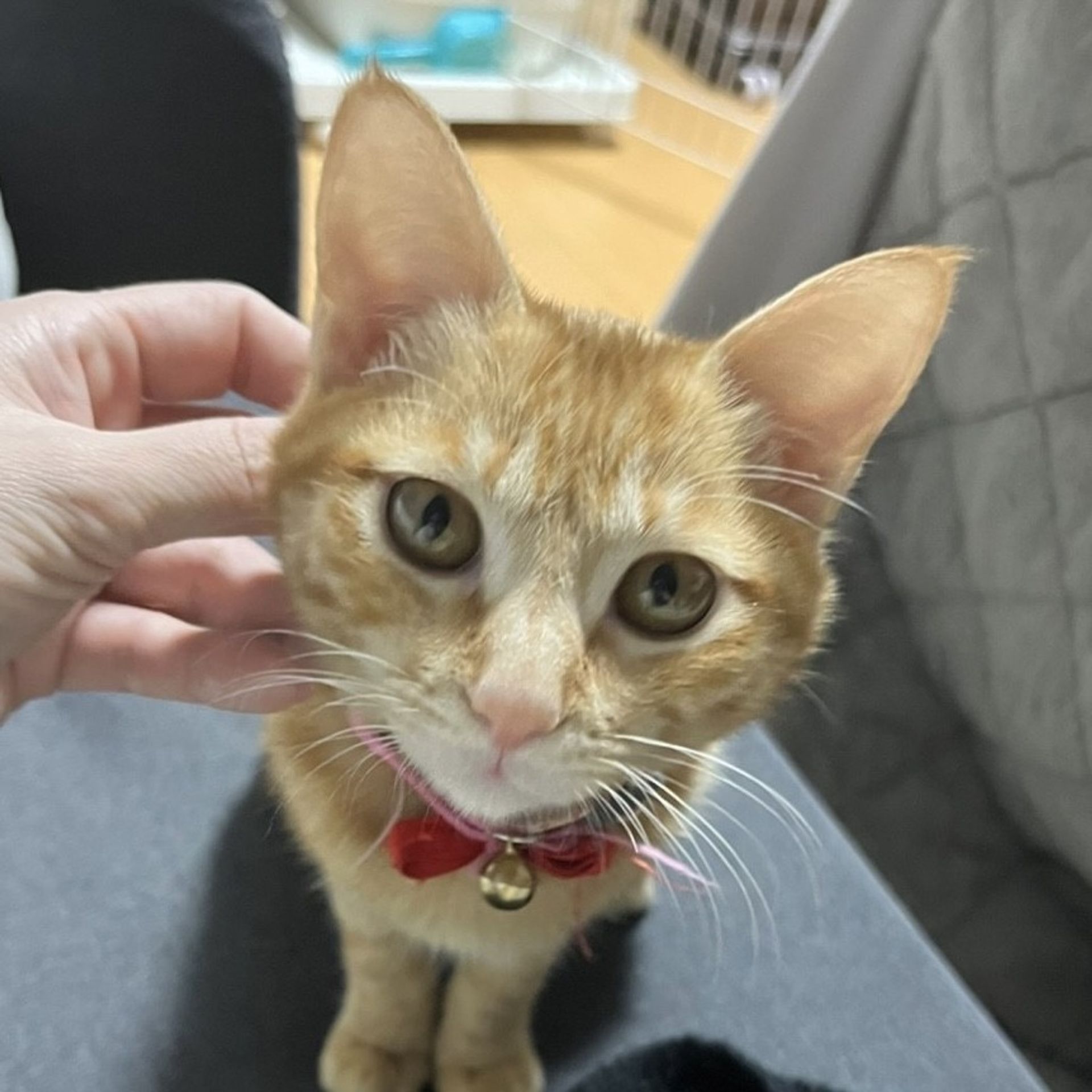 雑種（ミックス猫）・メスの里親募集の写真