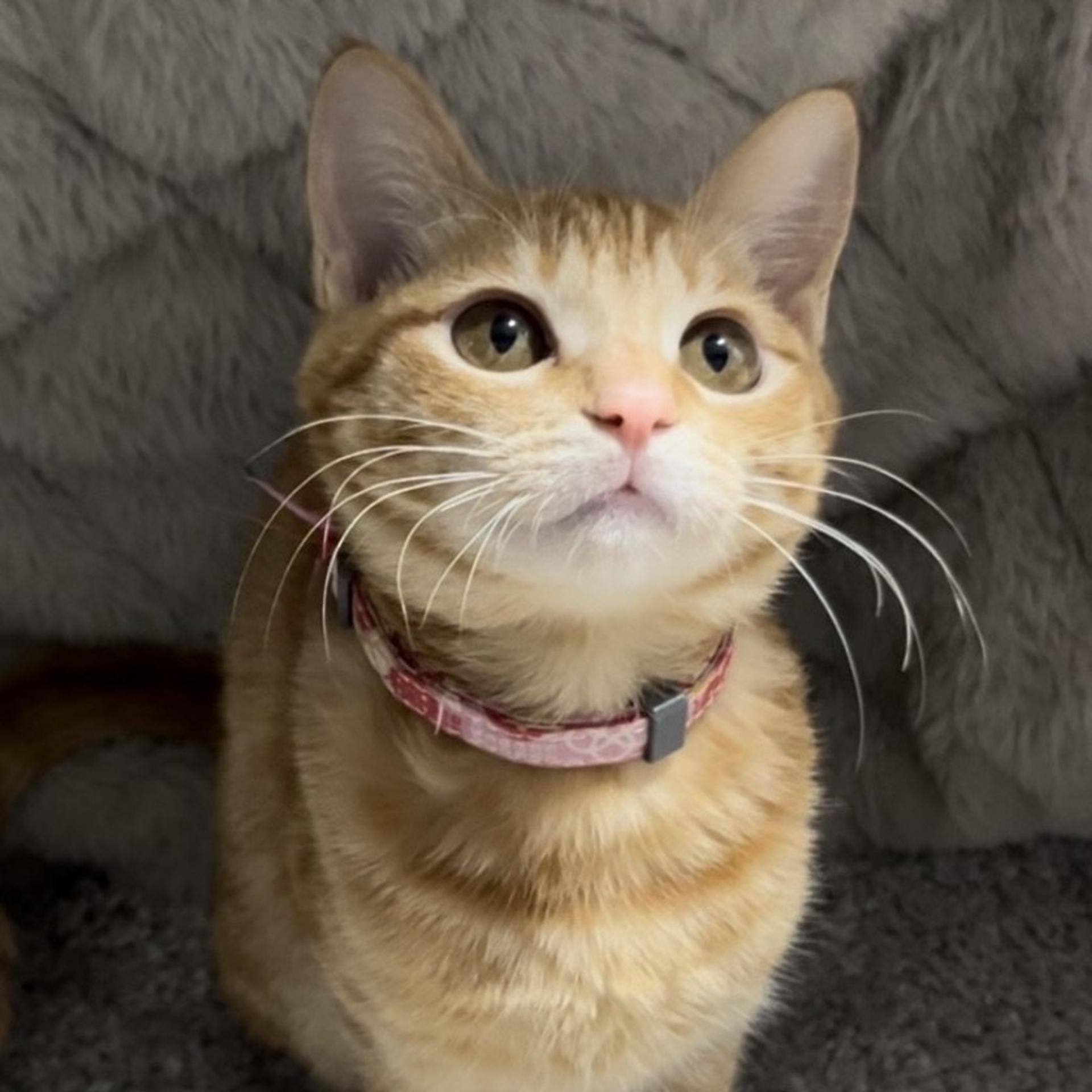 pet-image-4