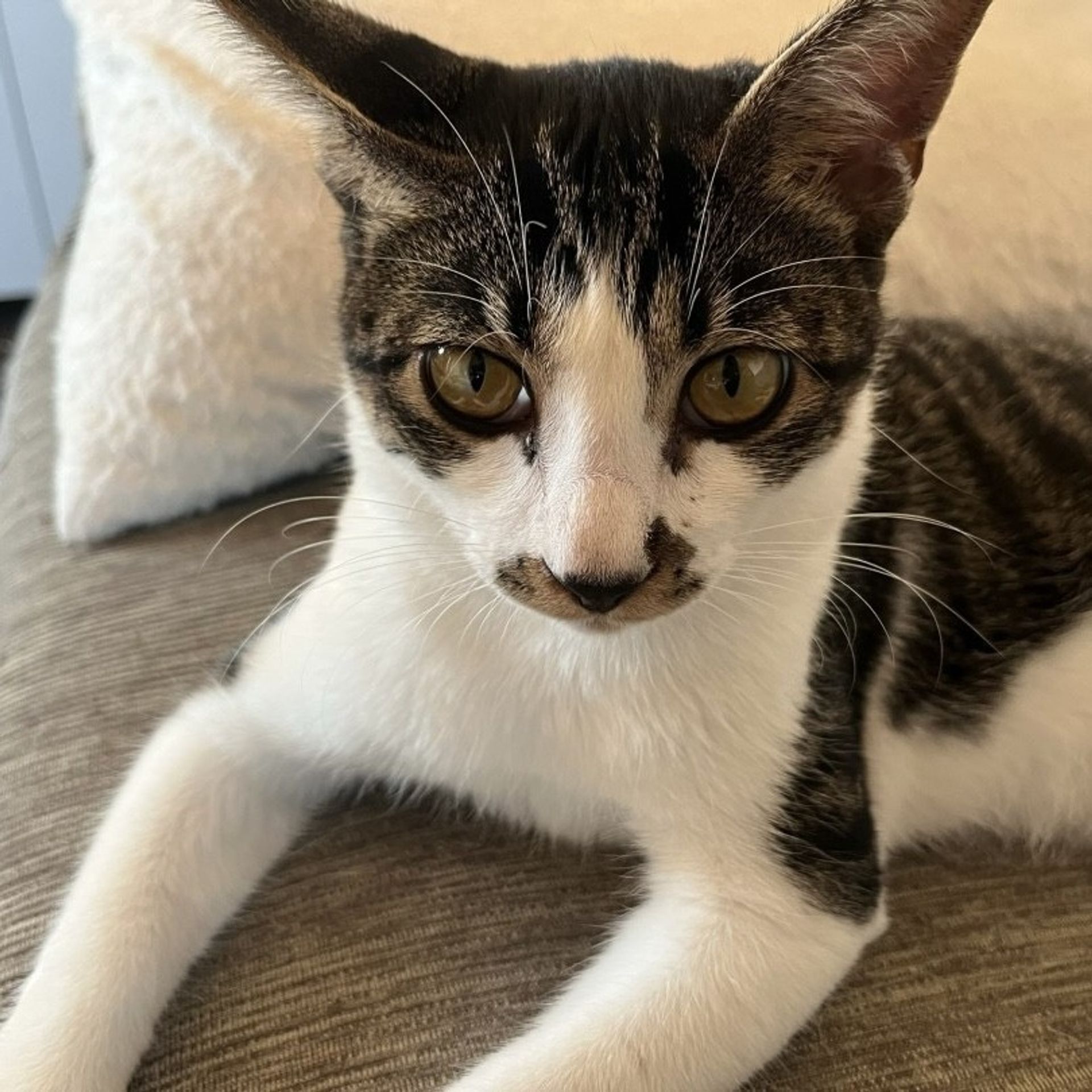 雑種（ミックス猫）・オスの里親募集の写真