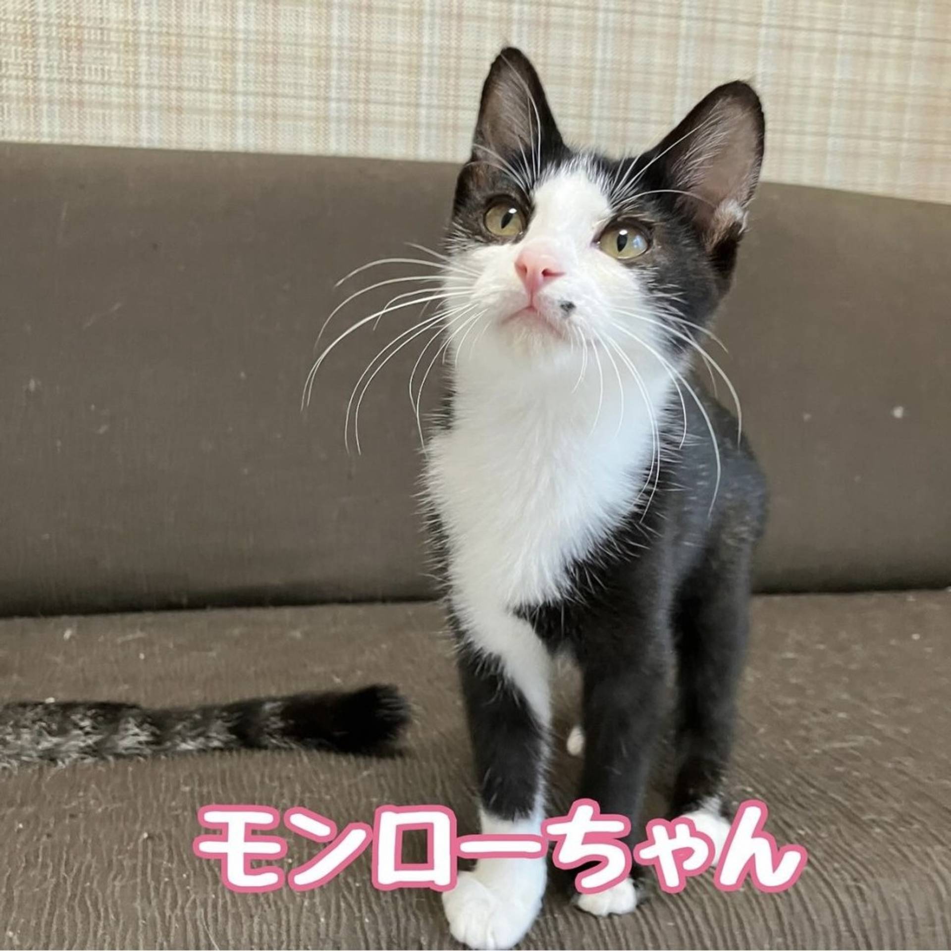 雑種（ミックス猫）・メスの里親募集の写真