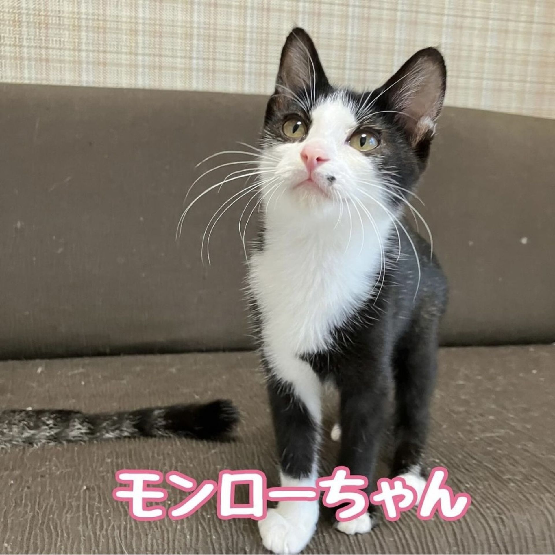 雑種（ミックス猫）・メスの里親募集の写真