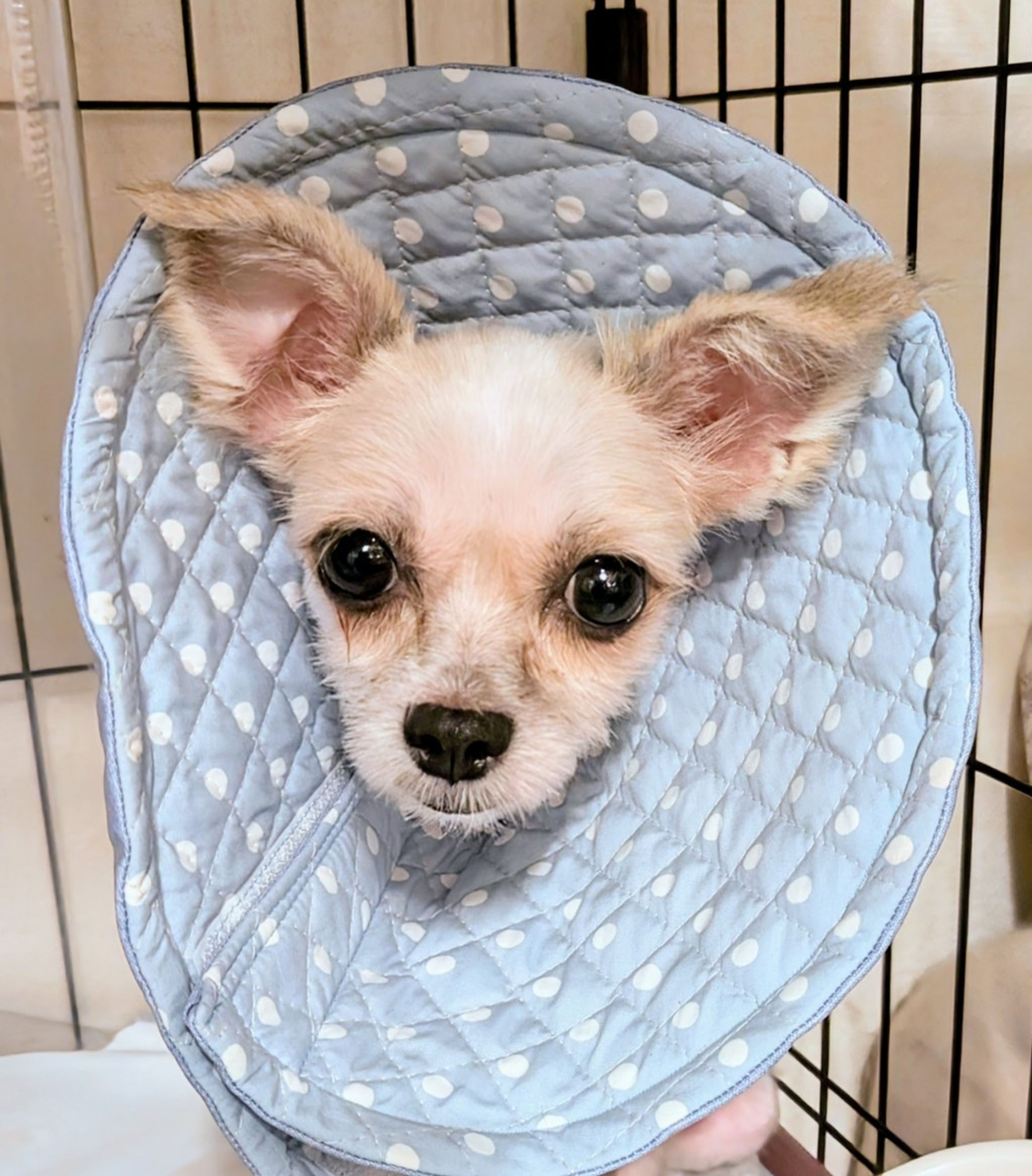 雑種（ミックス犬）・メスの里親募集の写真