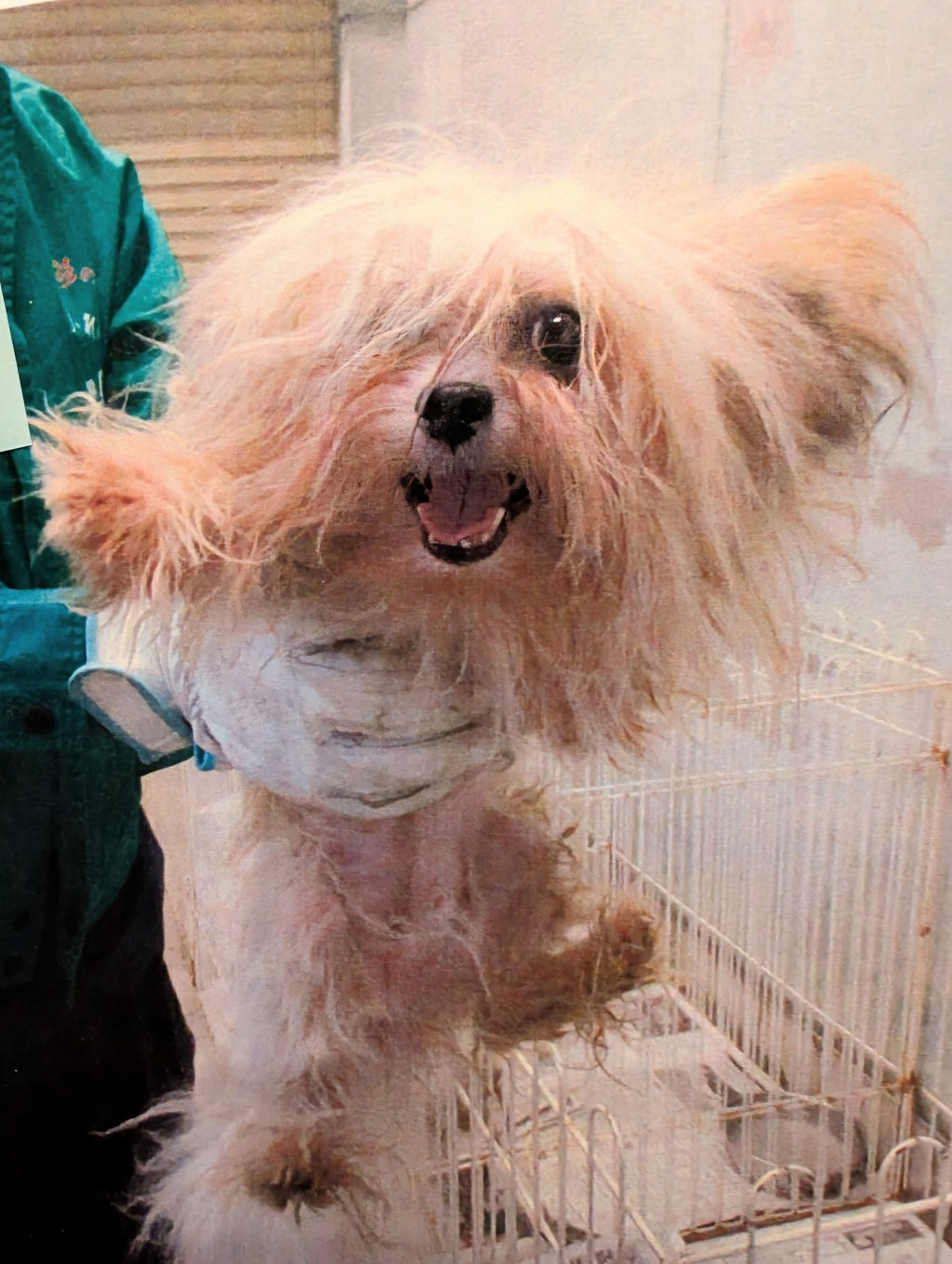 pet-image-3