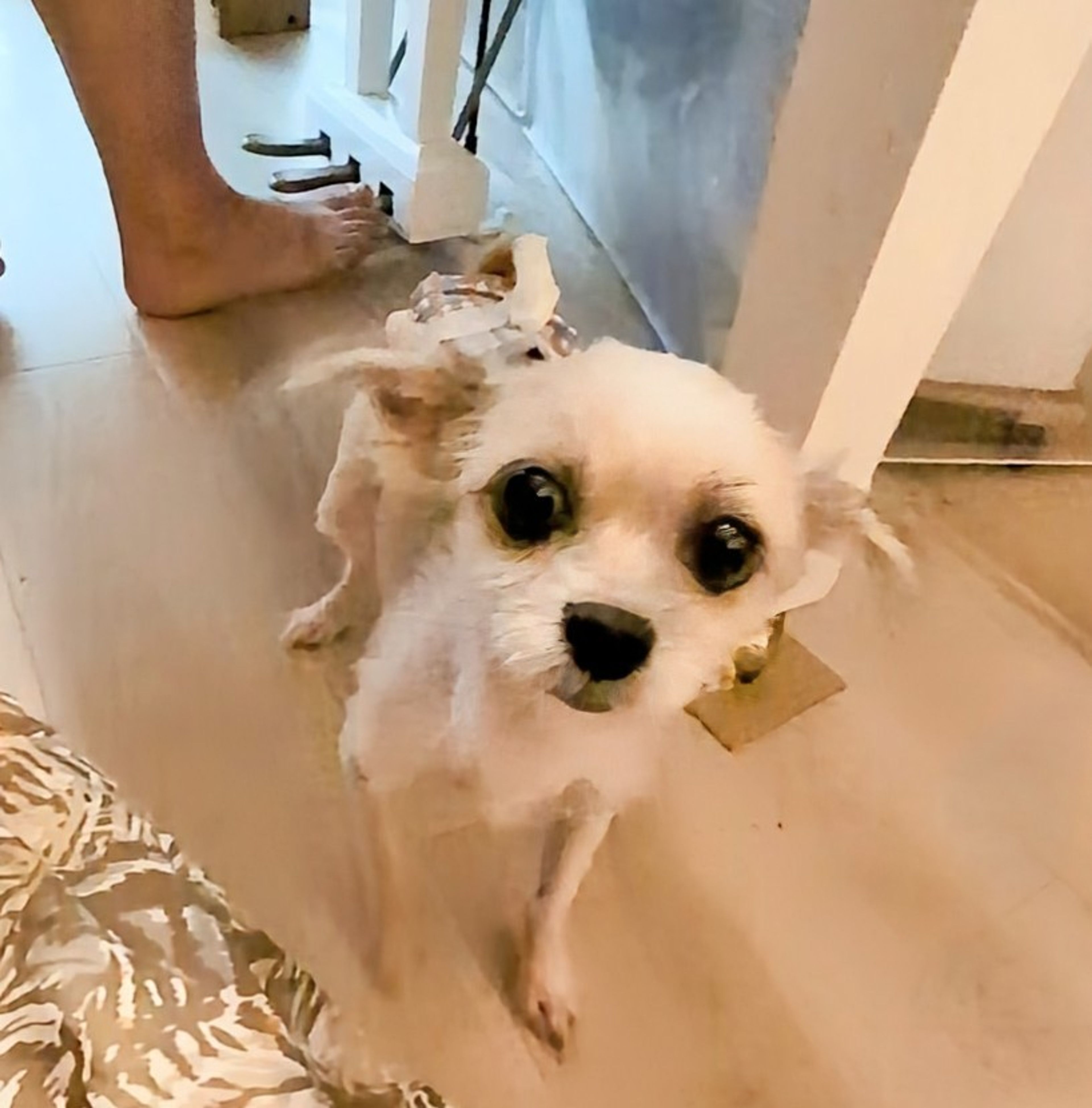 pet-image-4