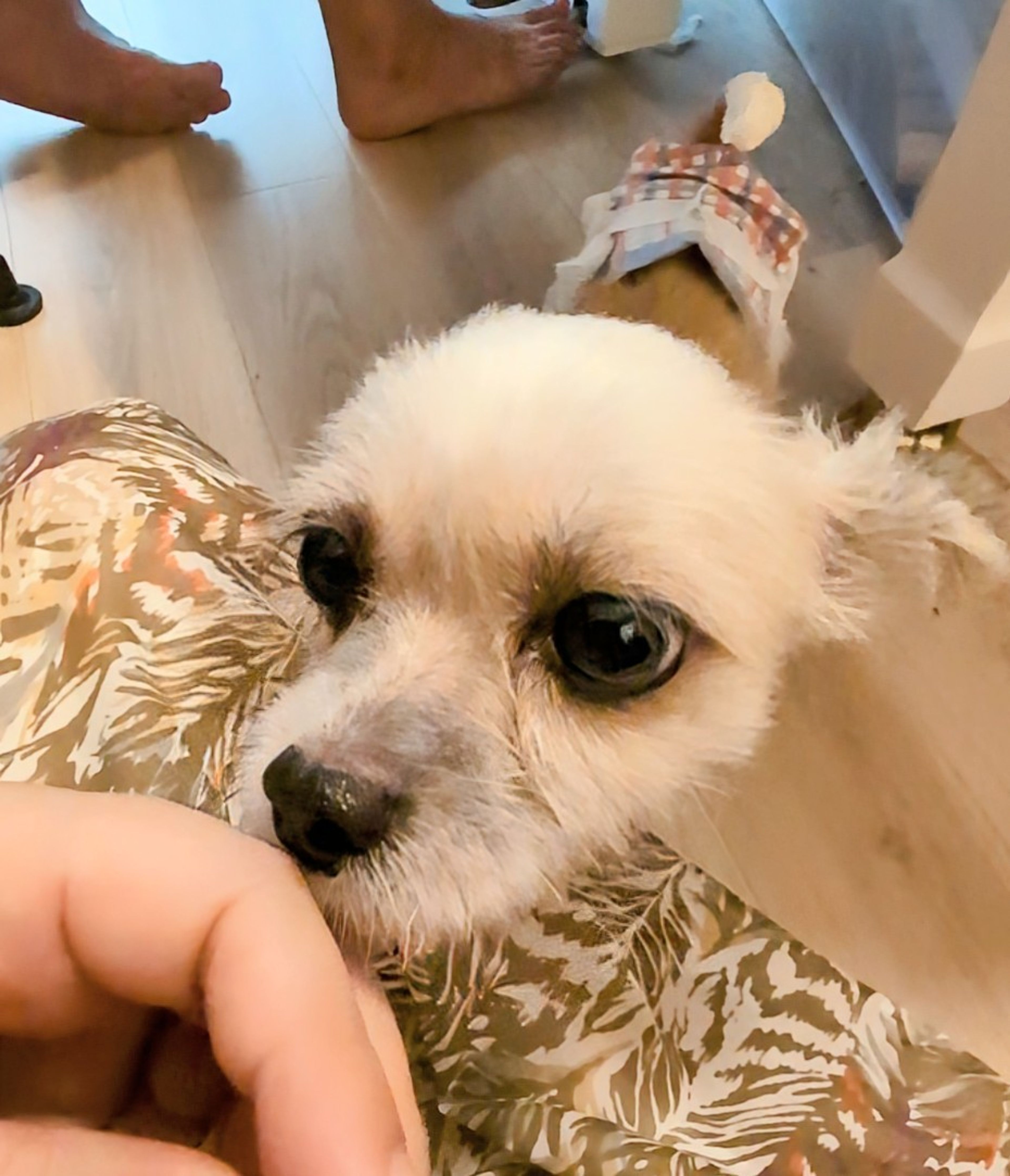 pet-image-5