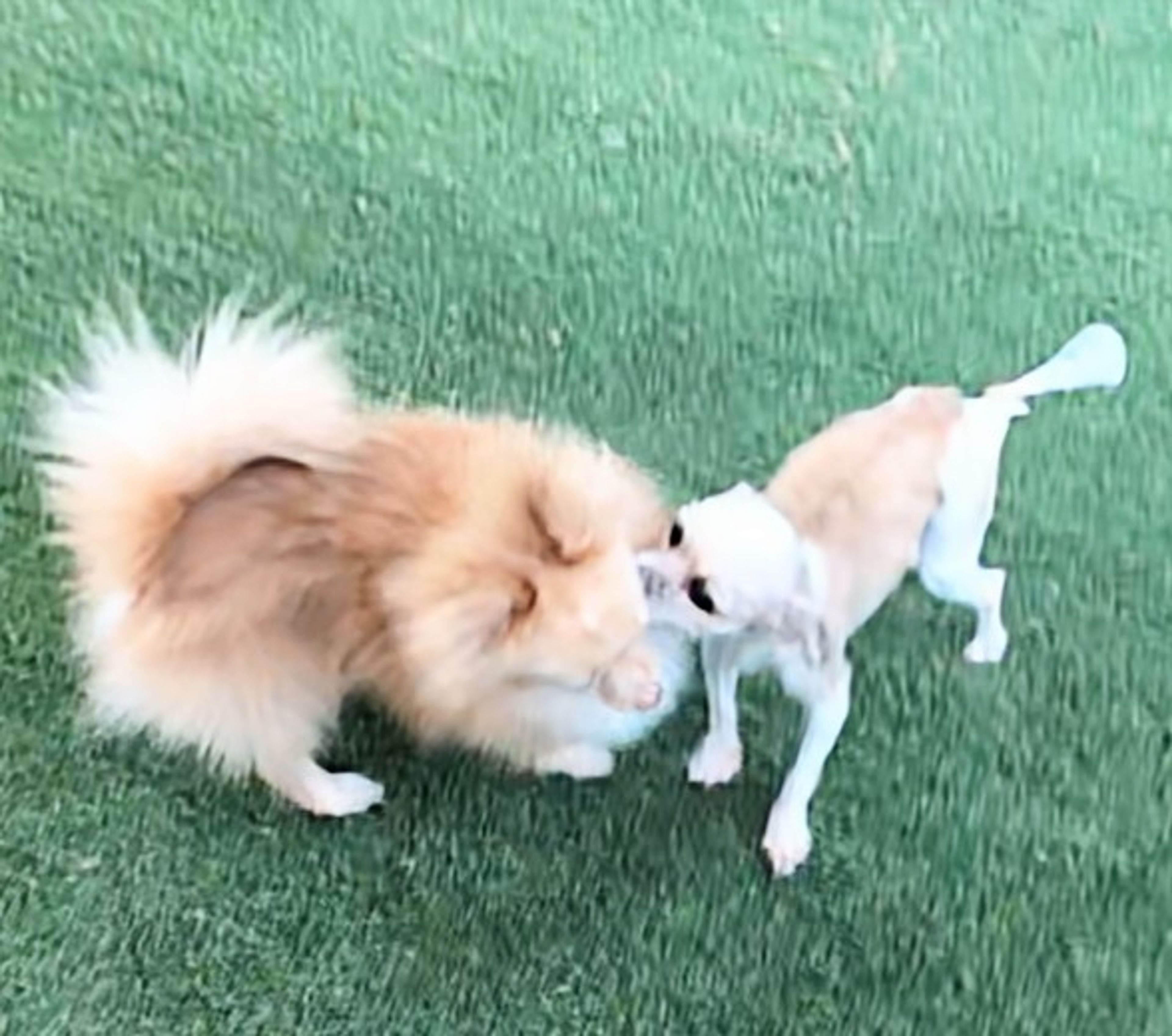 pet-image-6