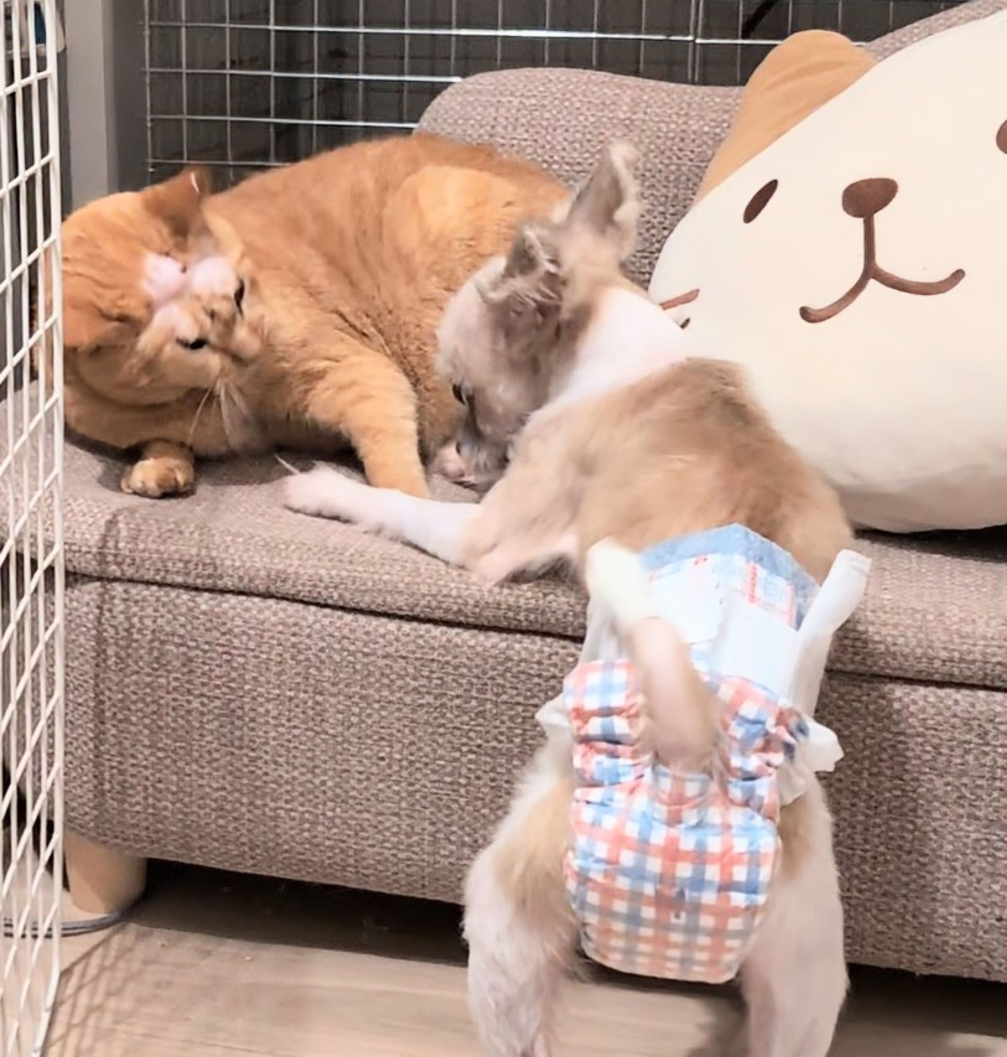 pet-image-7