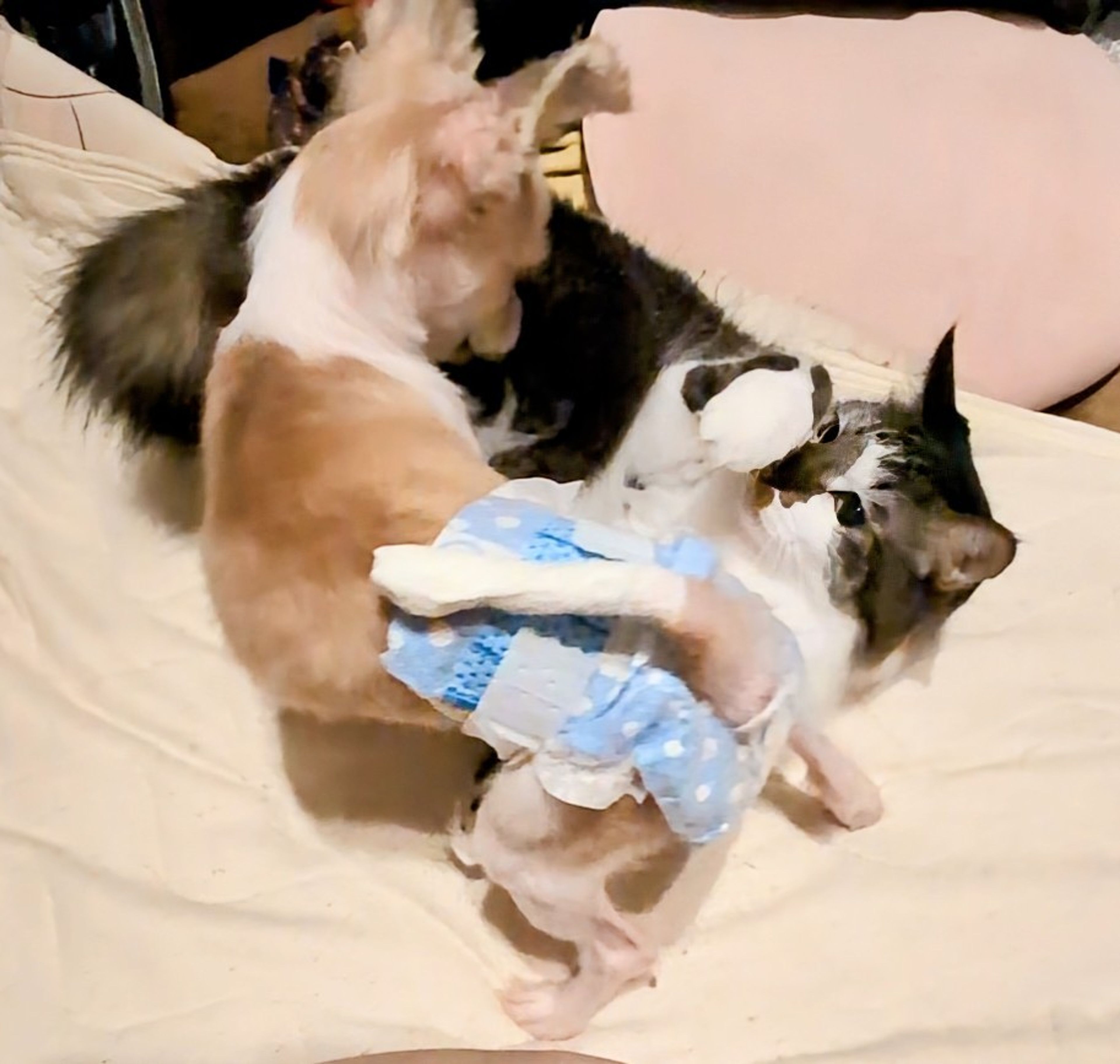 pet-image-8