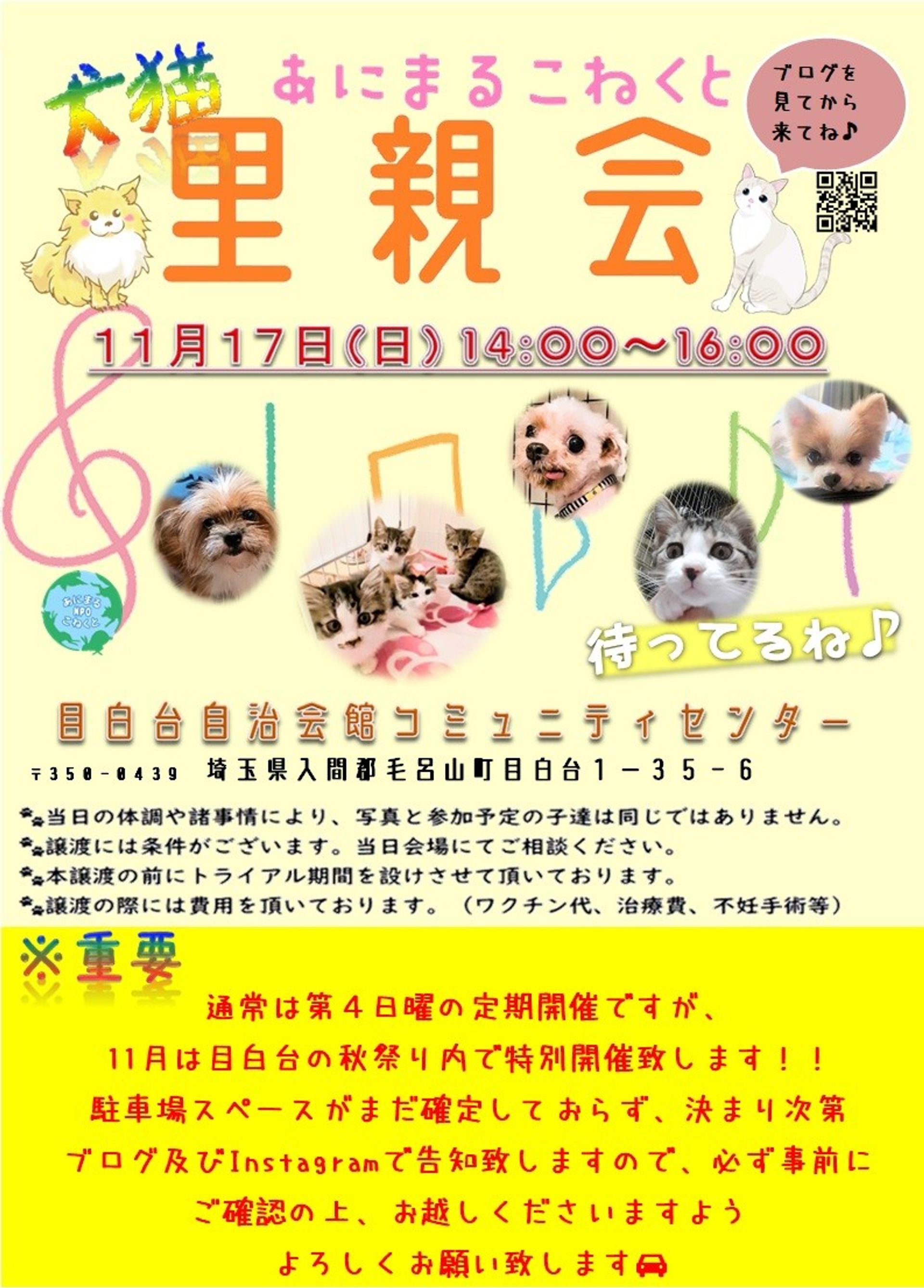 雑種（ミックス犬）・メスの里親募集の写真