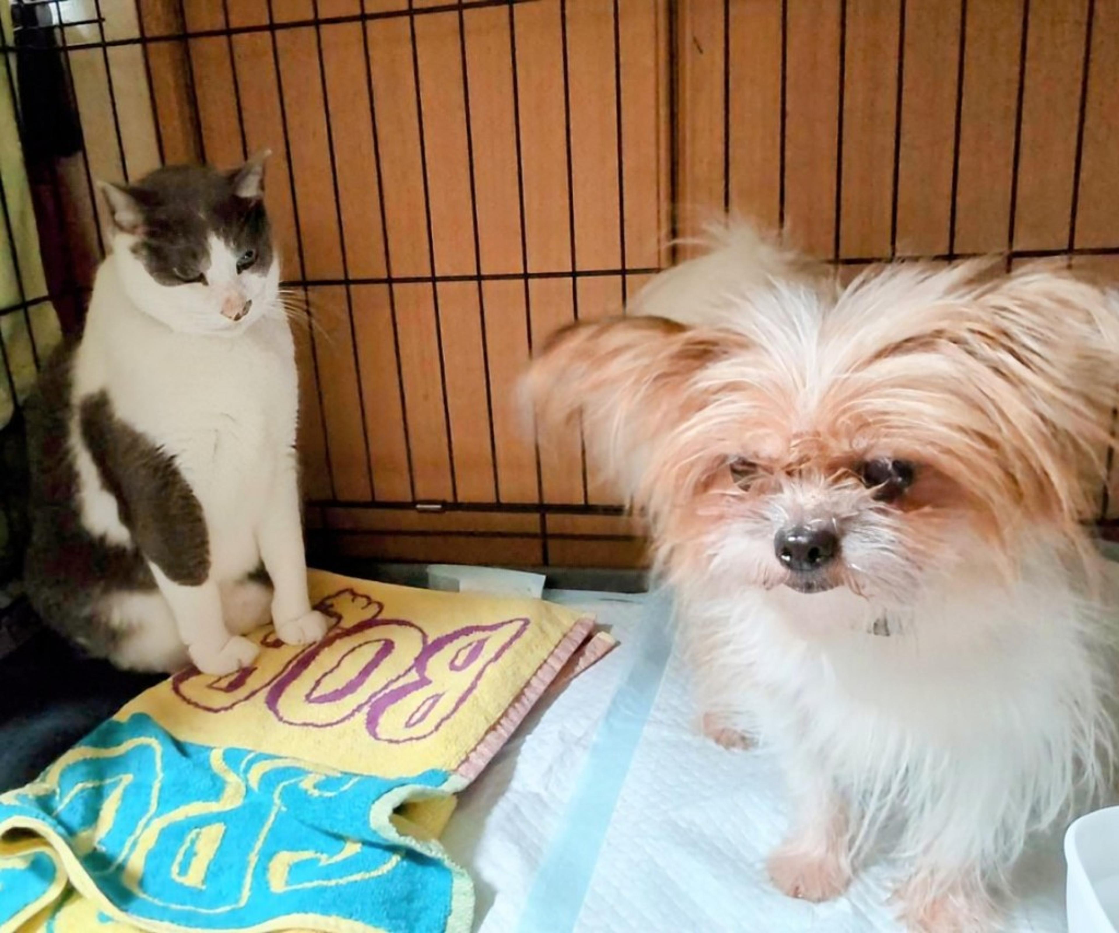 pet-image-5
