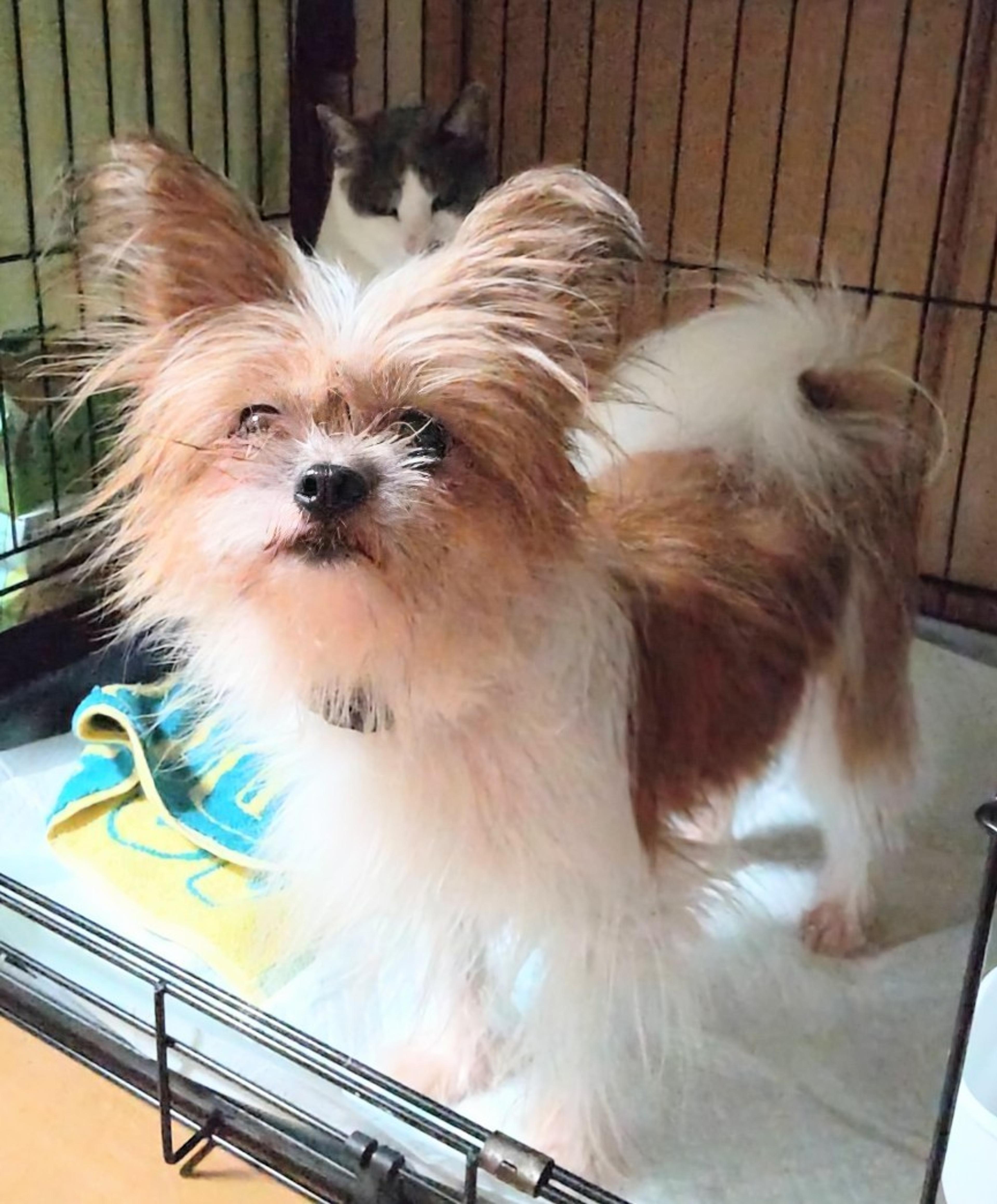 pet-image-4