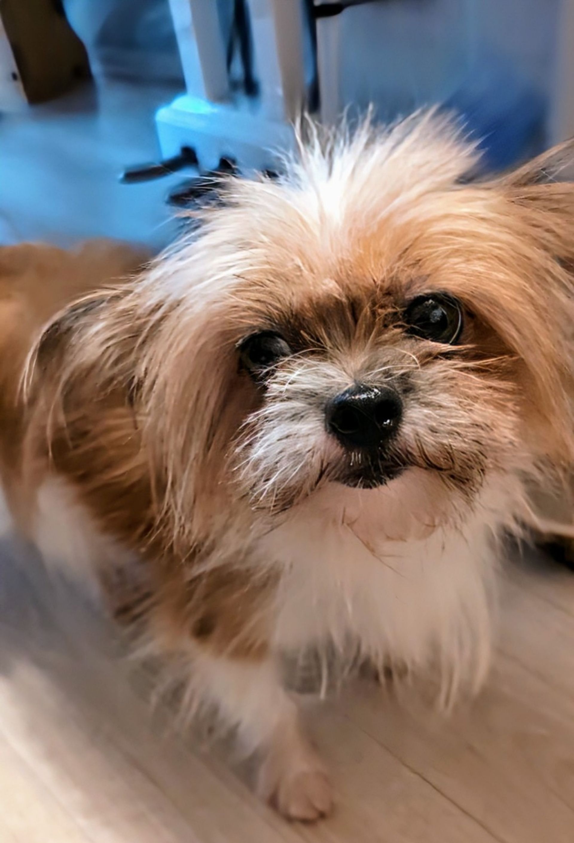 雑種（ミックス犬）・メスの里親募集の写真