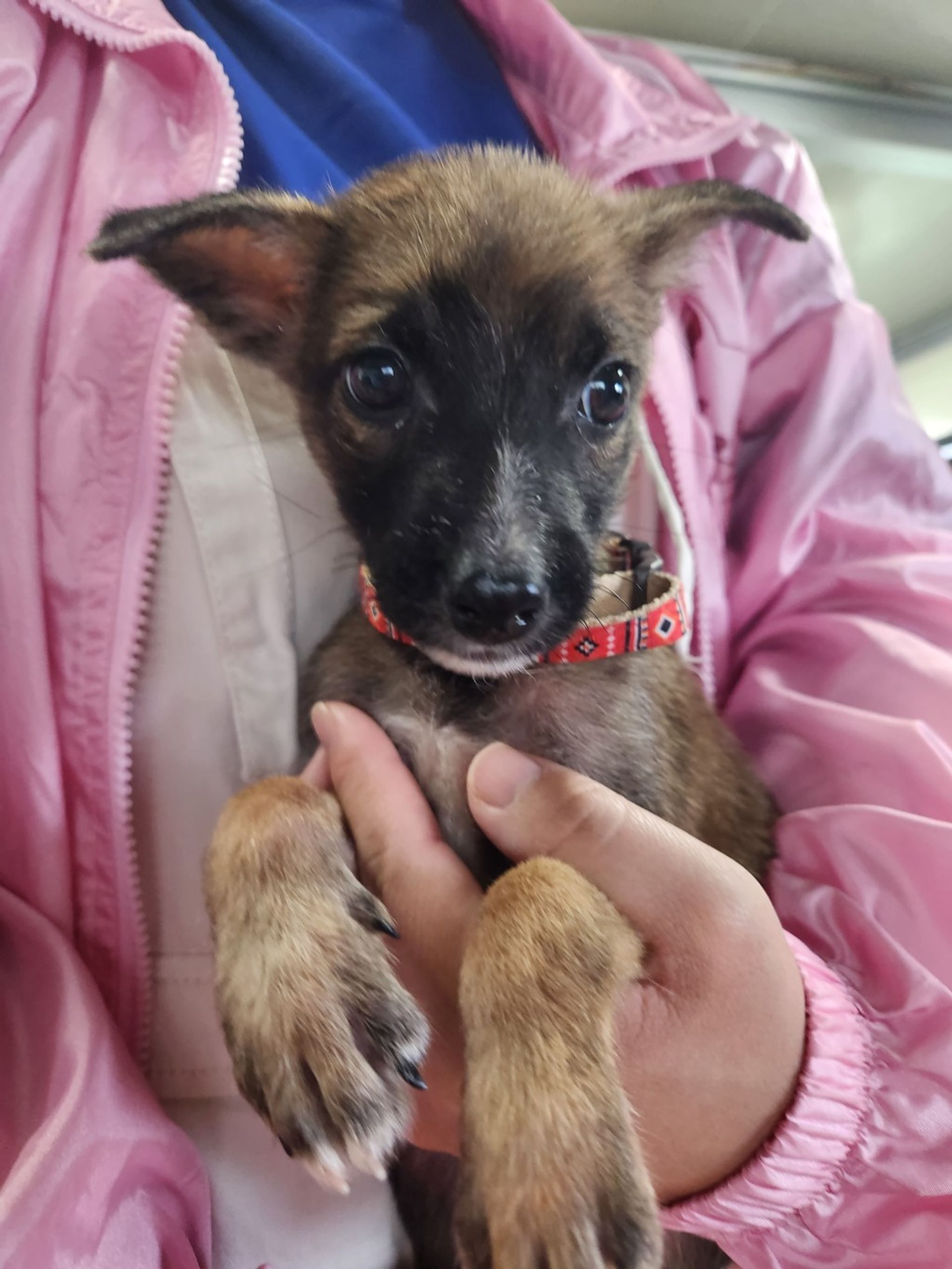 雑種（ミックス犬）・メスの里親募集の写真