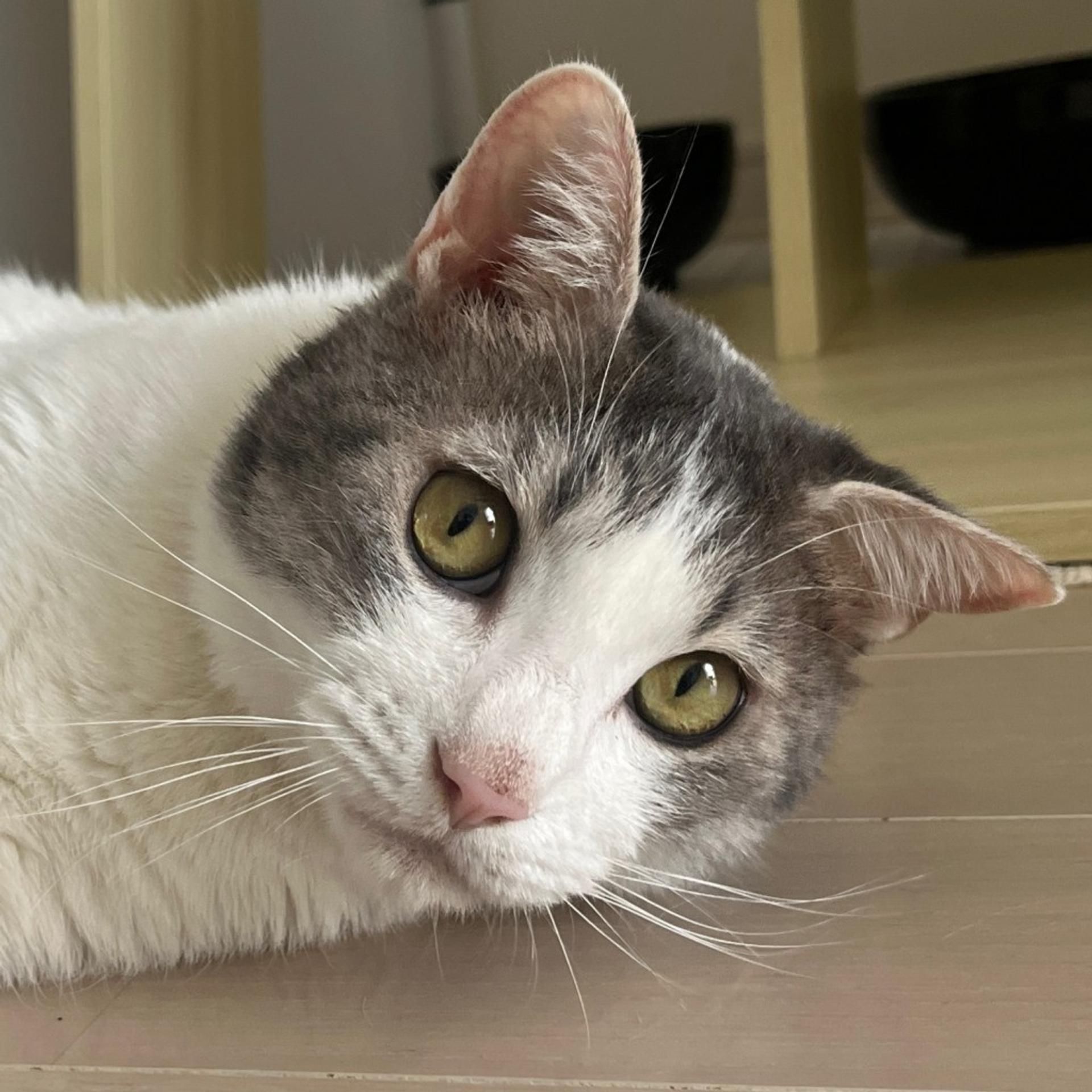 pet-image-5