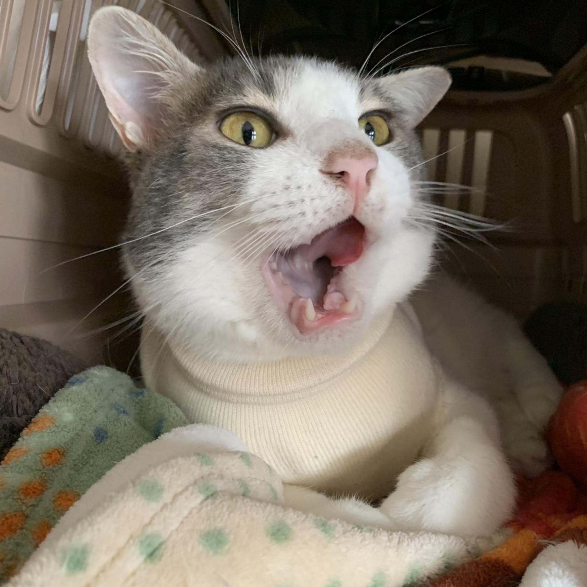 pet-image-3