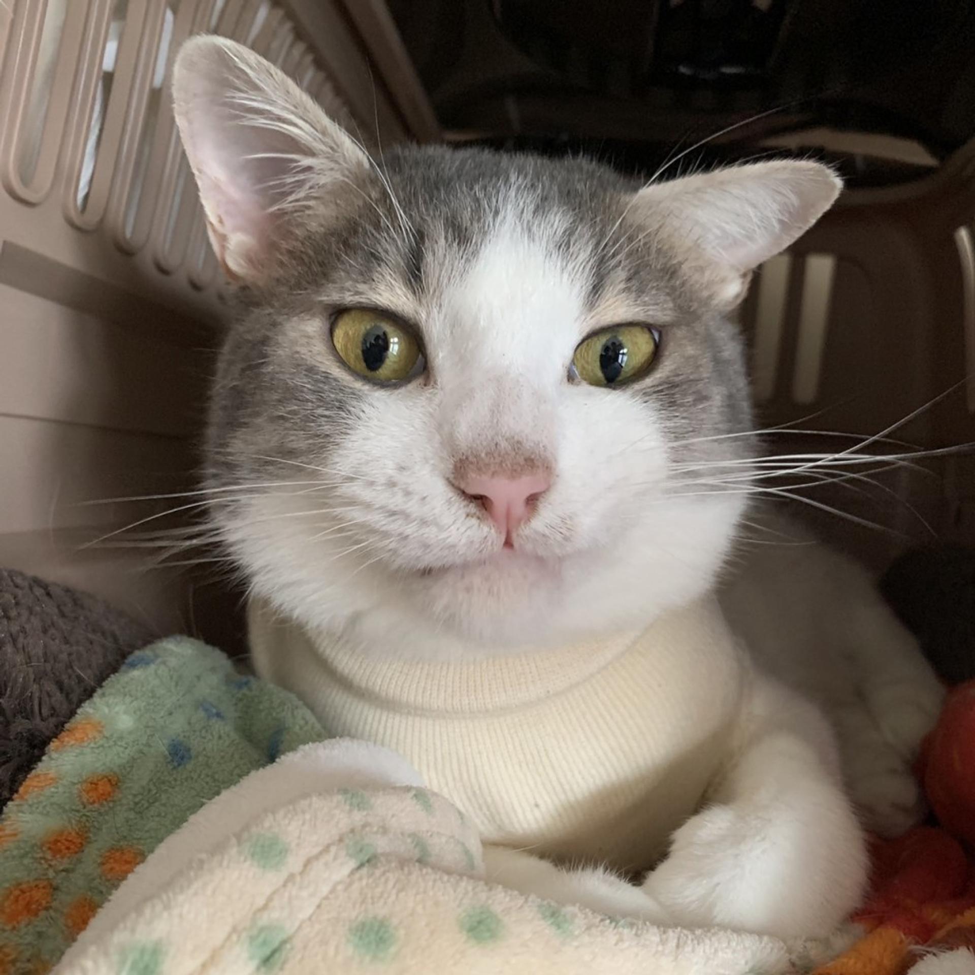 pet-image-4