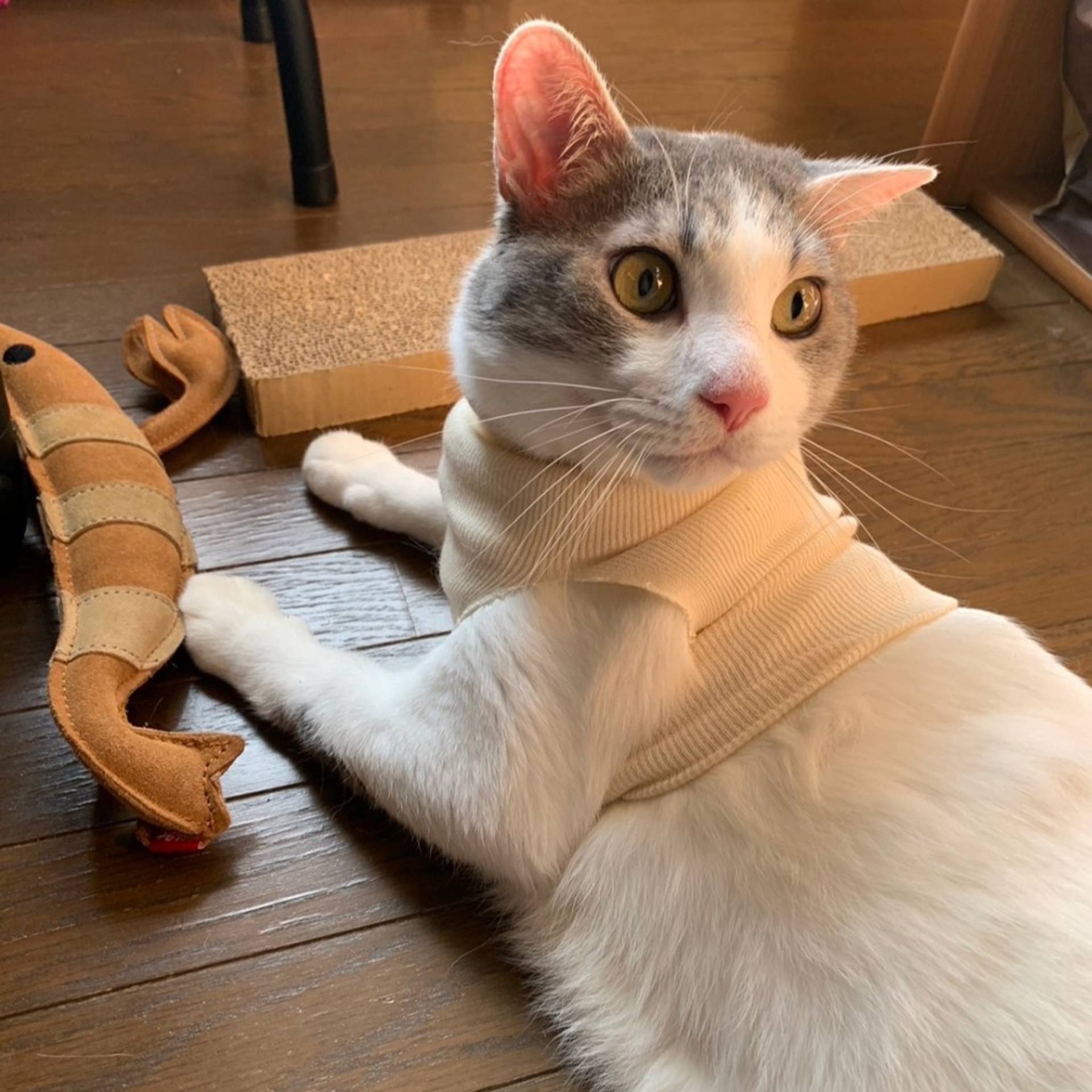 雑種（ミックス猫）・オスの里親募集の写真