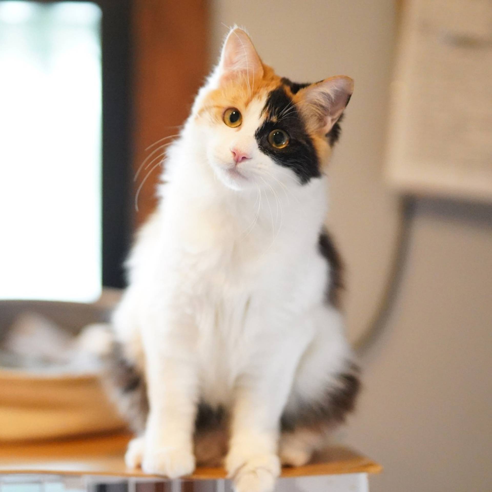 雑種（ミックス猫）・メスの里親募集の写真