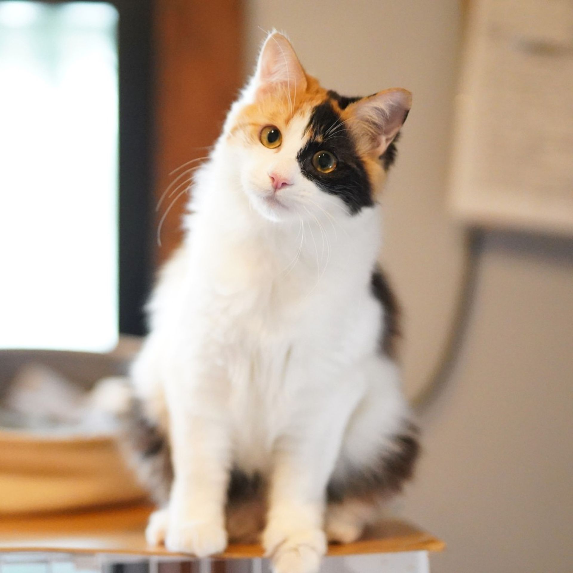 雑種（ミックス猫）・メスの里親募集の写真
