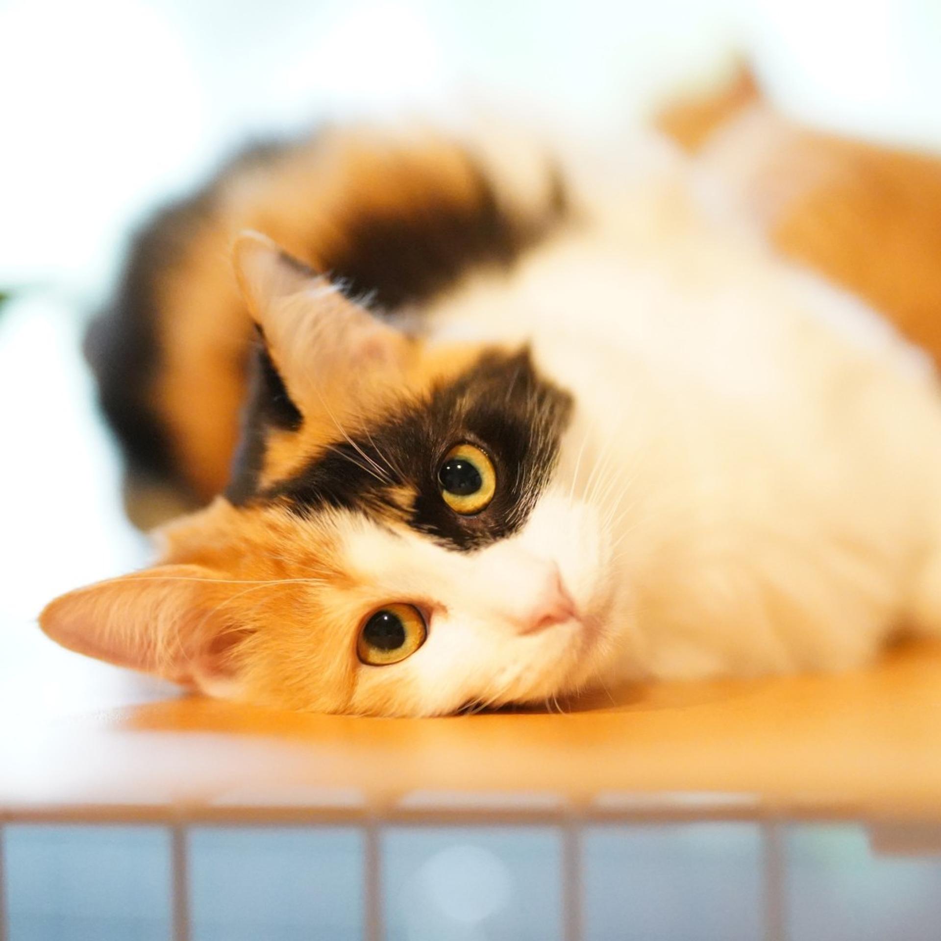 pet-image-2