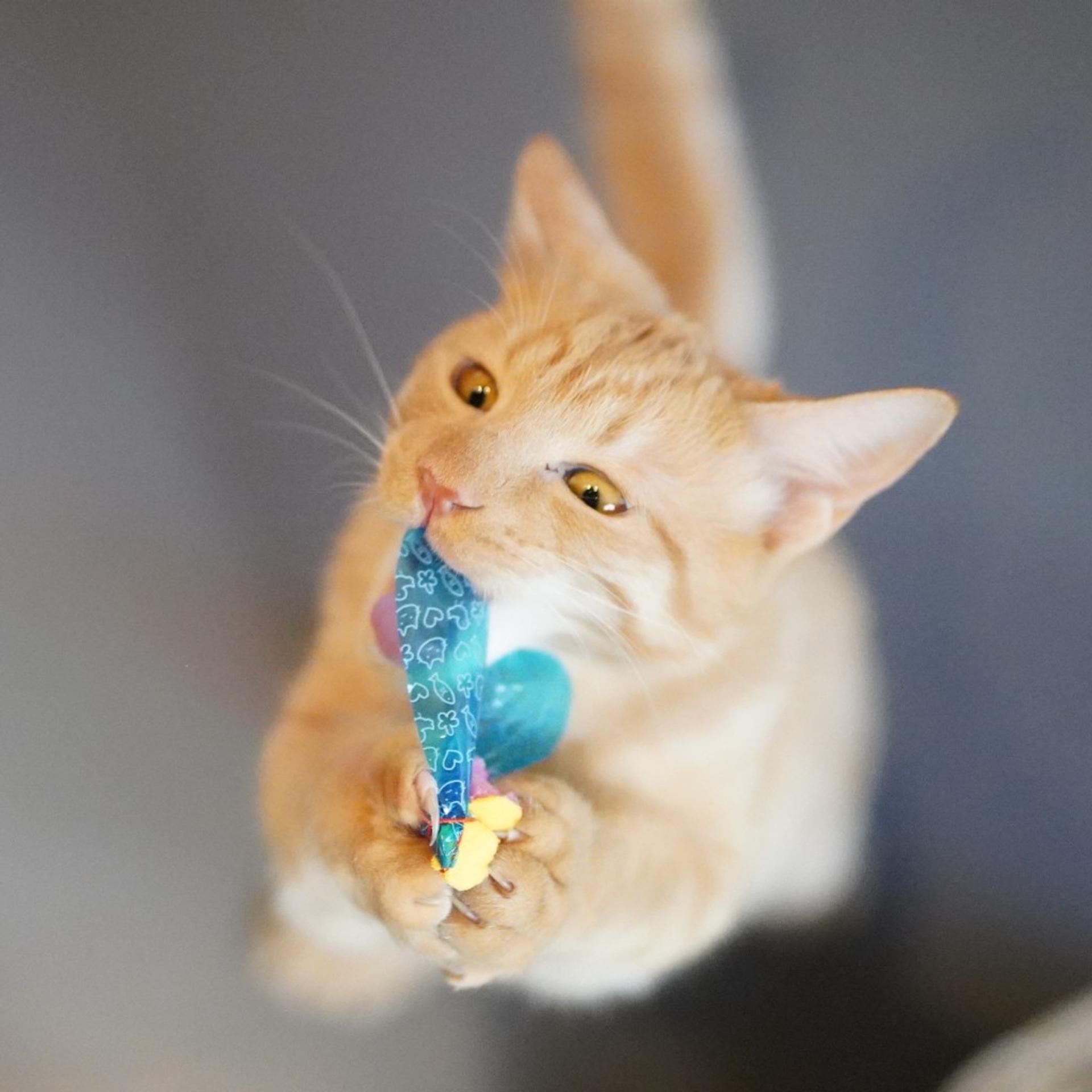 pet-image-3