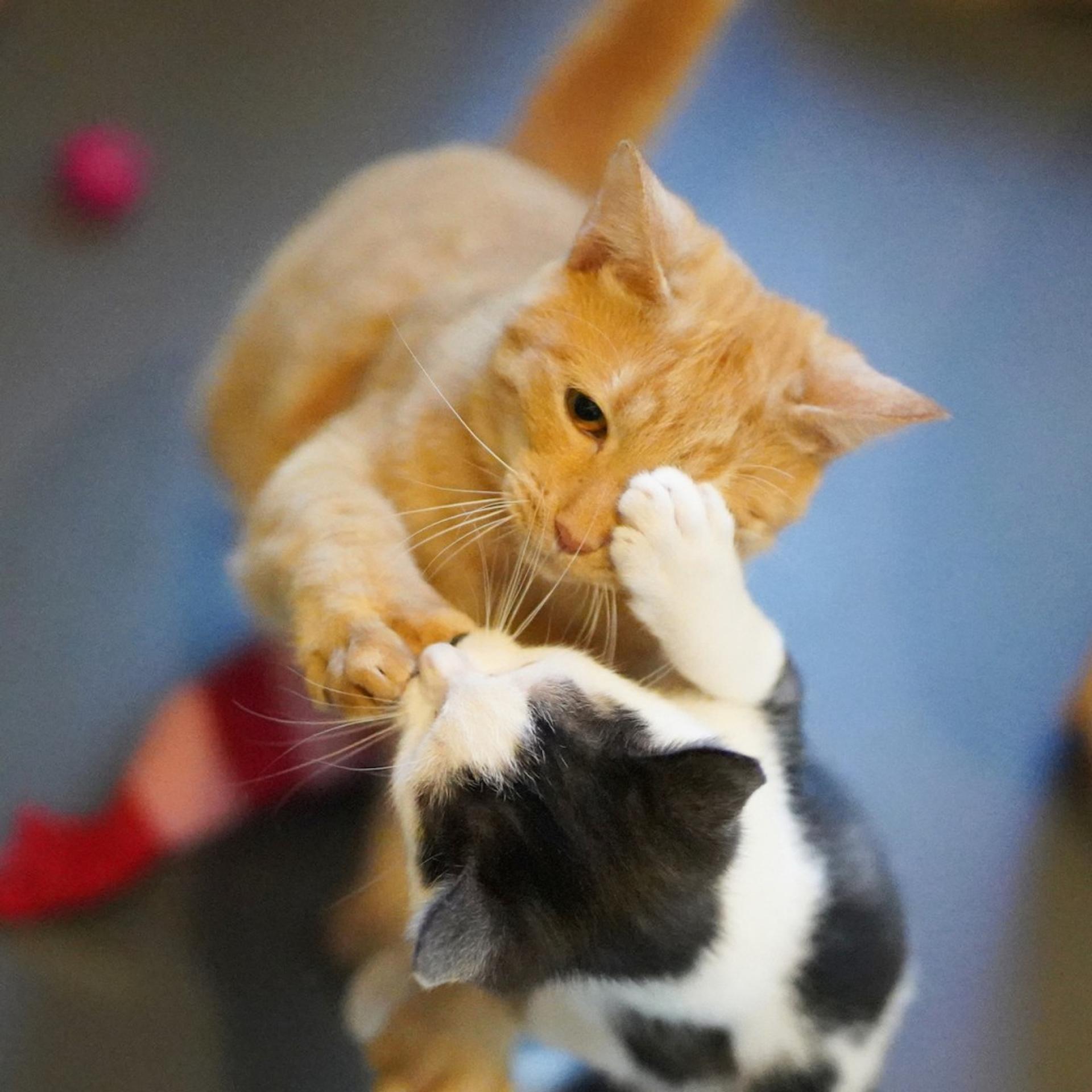 pet-image-5
