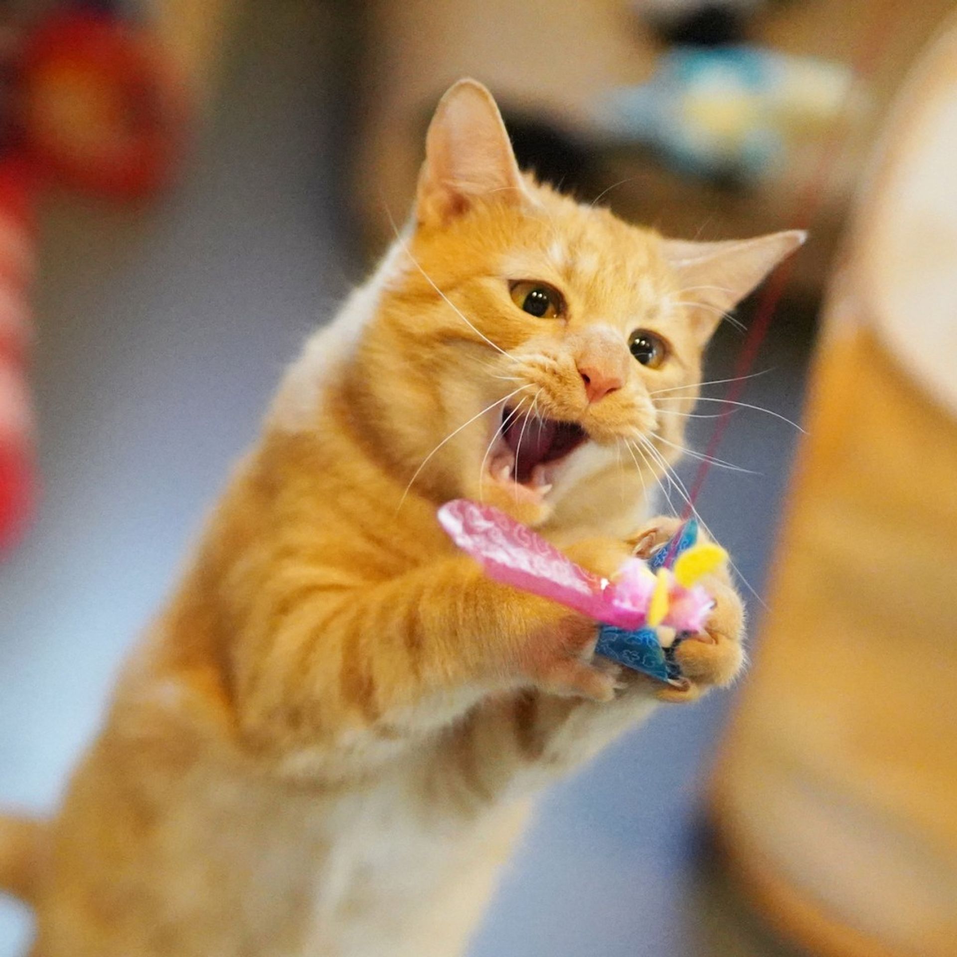 雑種（ミックス猫）・オスの里親募集の写真