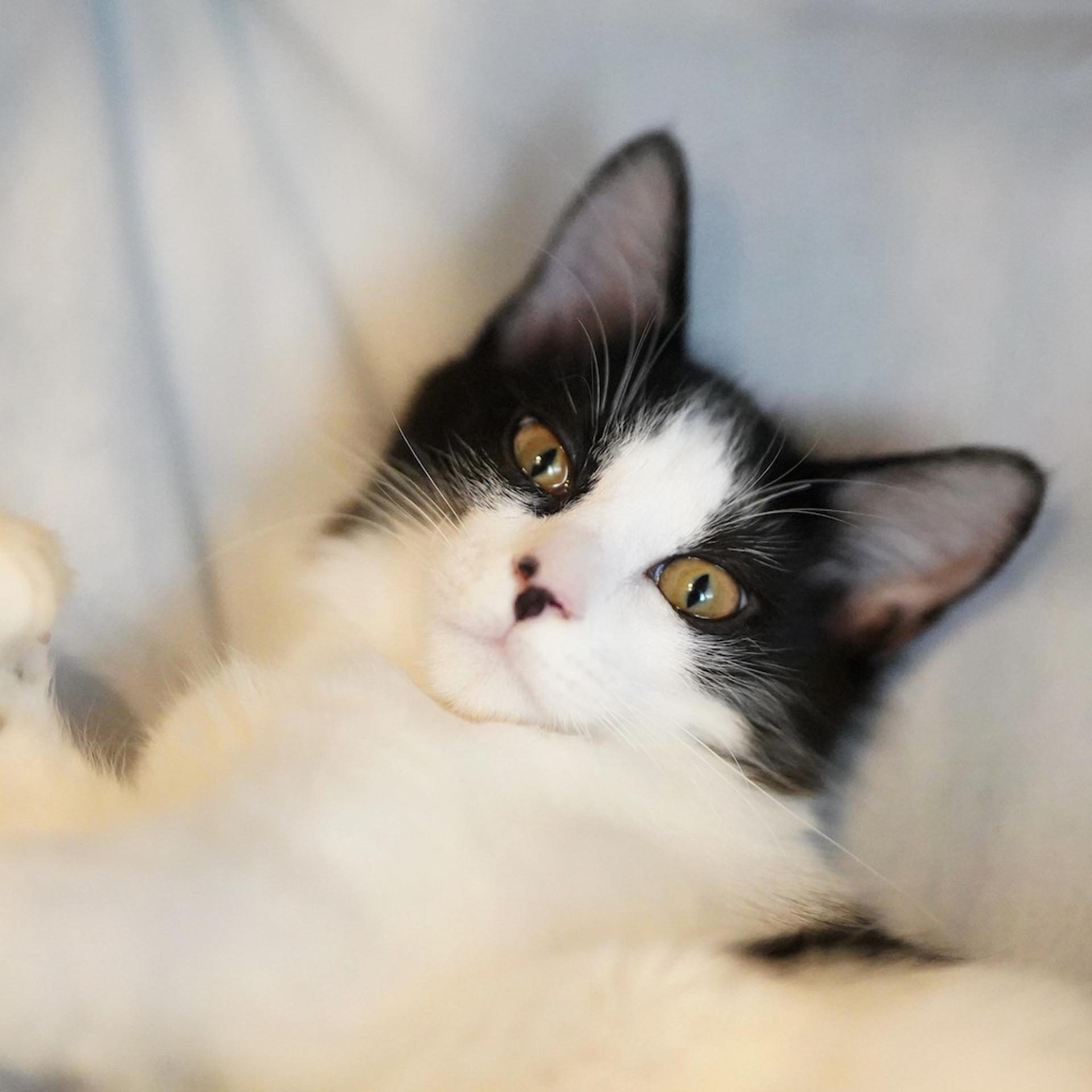pet-image-4