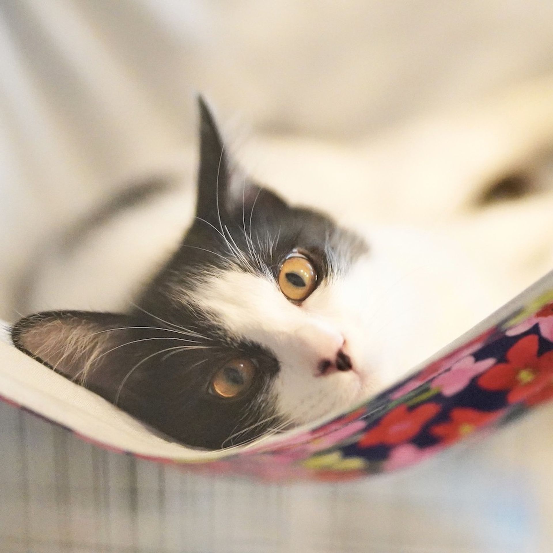 雑種（ミックス猫）・オスの里親募集の写真
