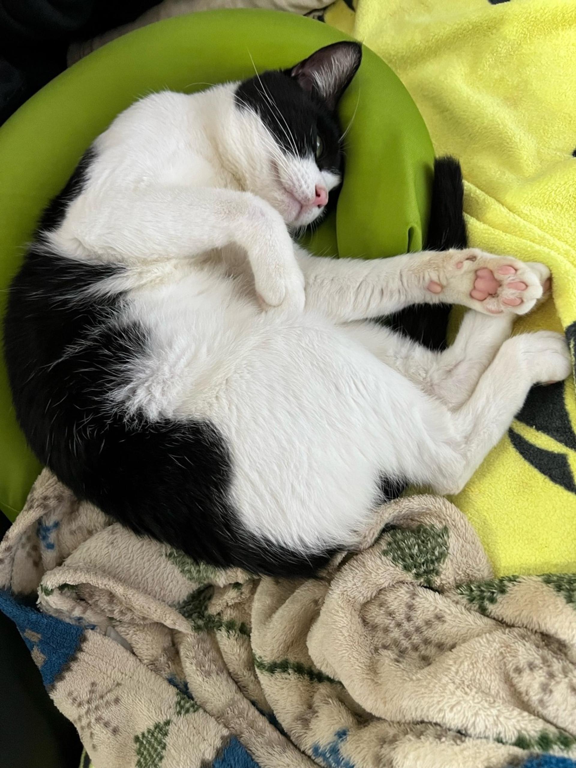 pet-image-2