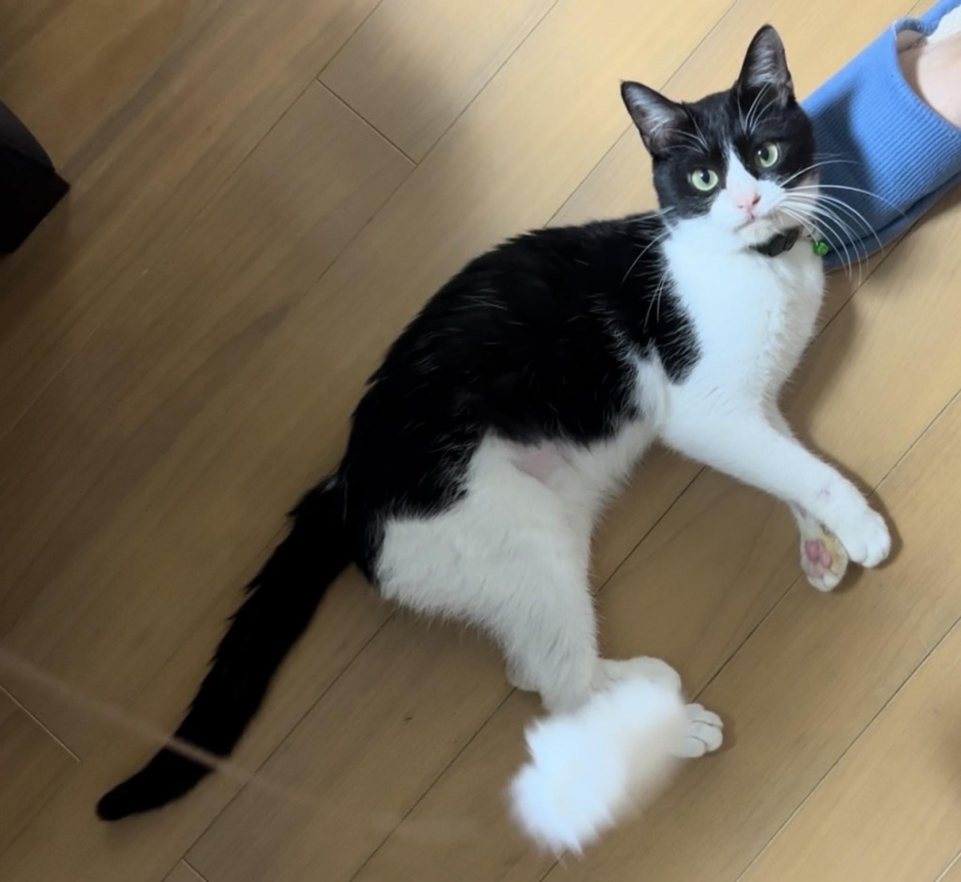 pet-image-6