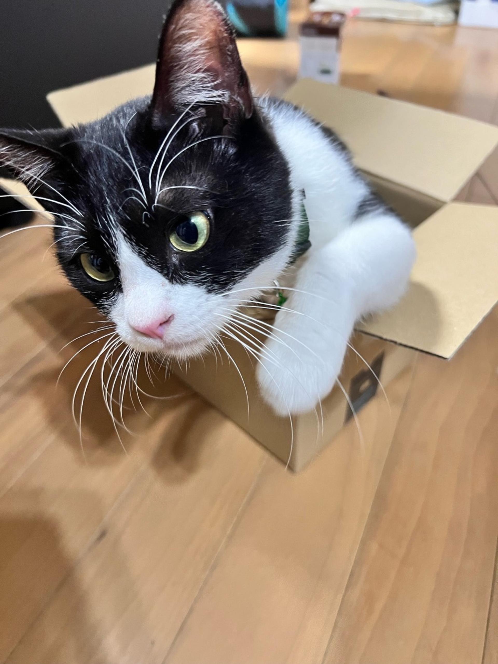 pet-image-7