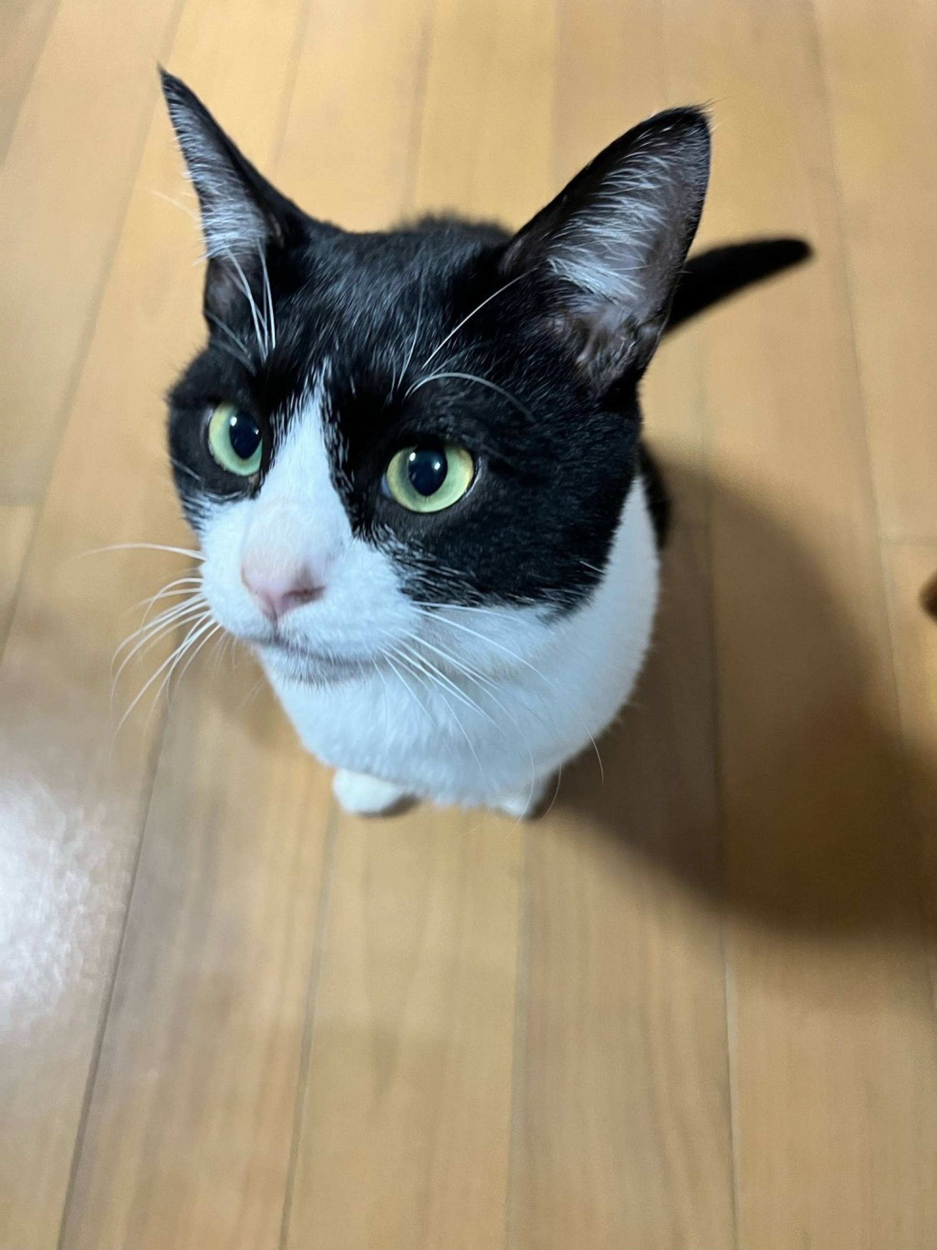 雑種（ミックス猫）・オスの里親募集の写真