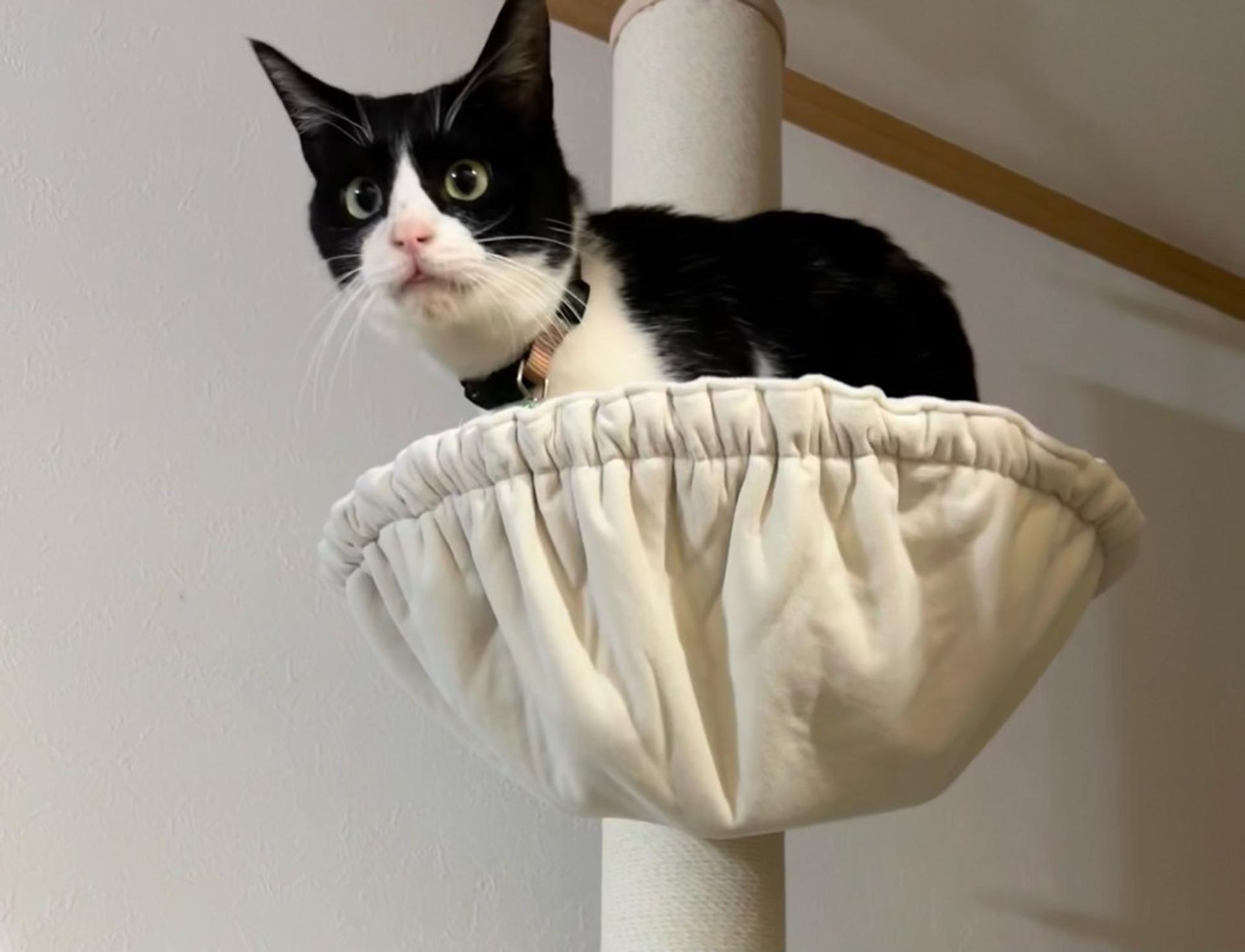 pet-image-8