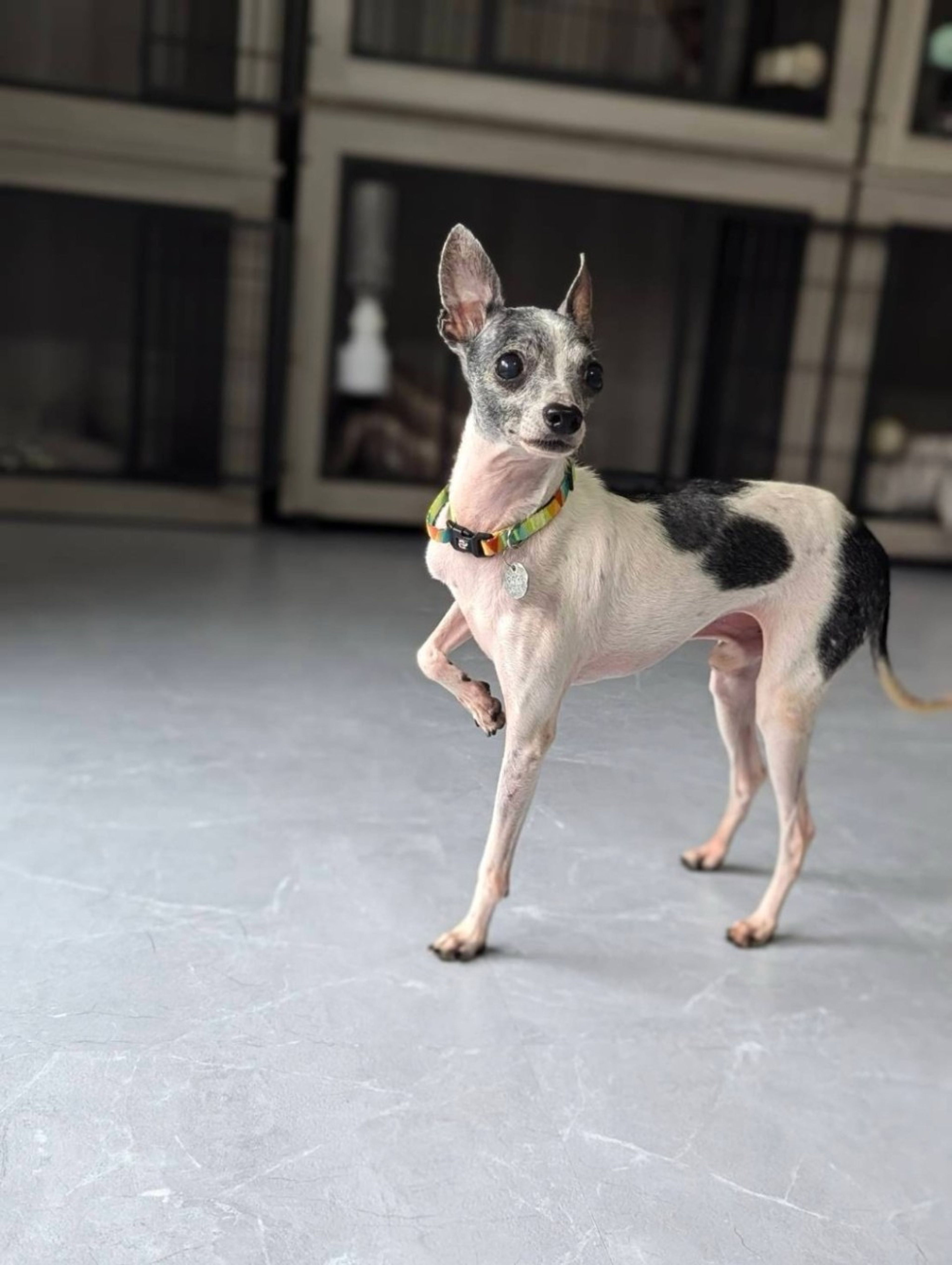 pet-image-5