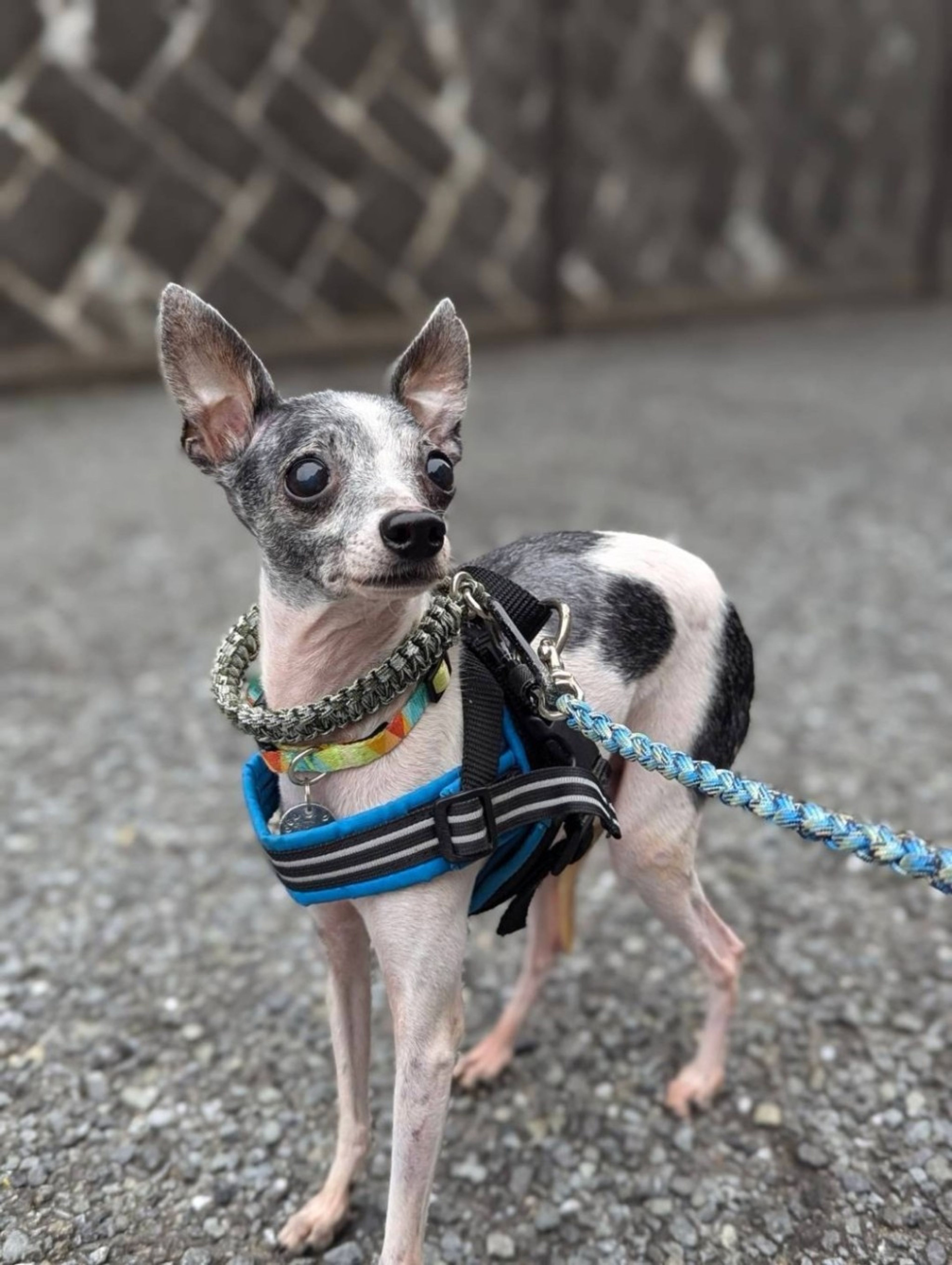 pet-image-4