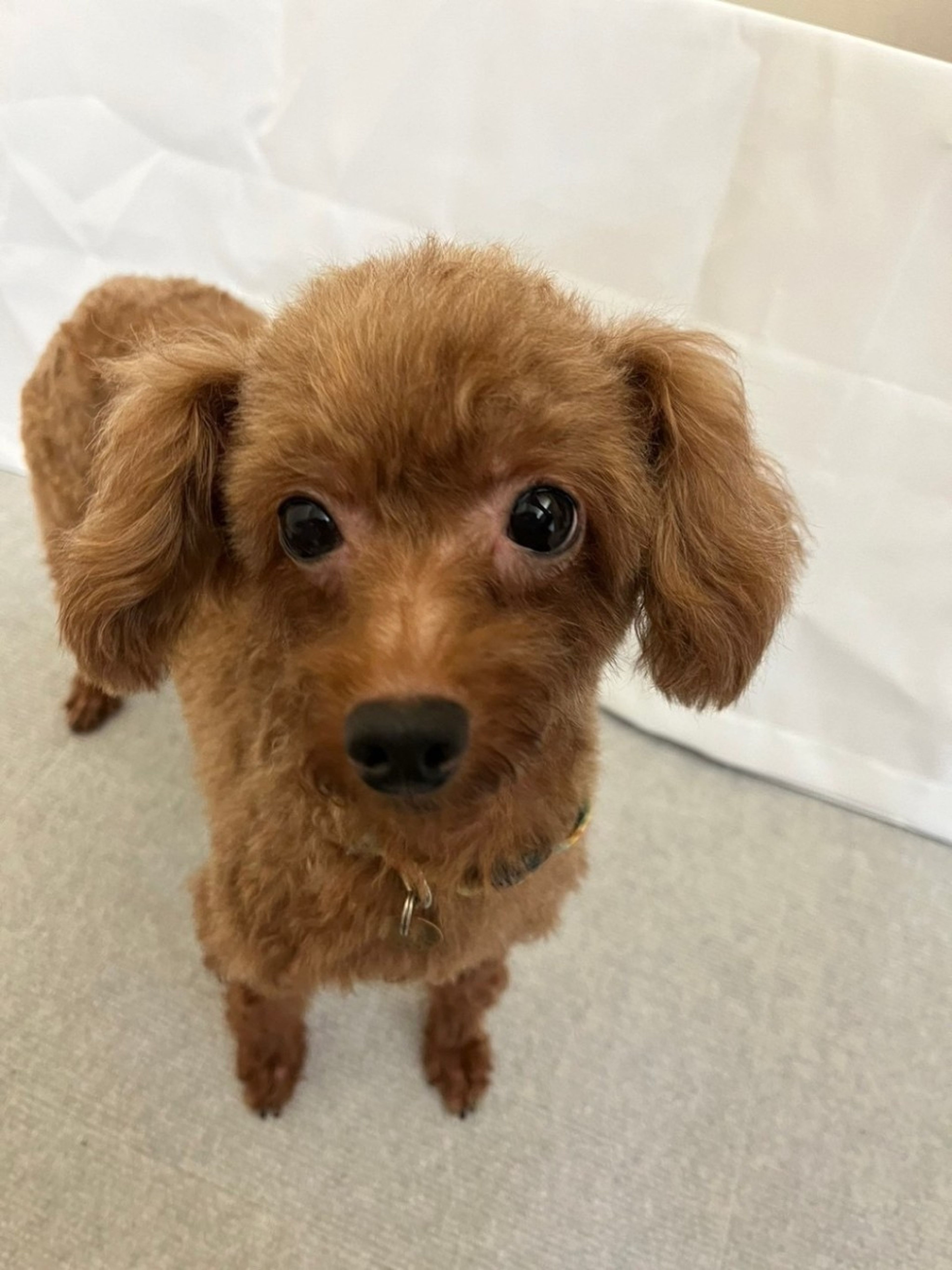 pet-image-2