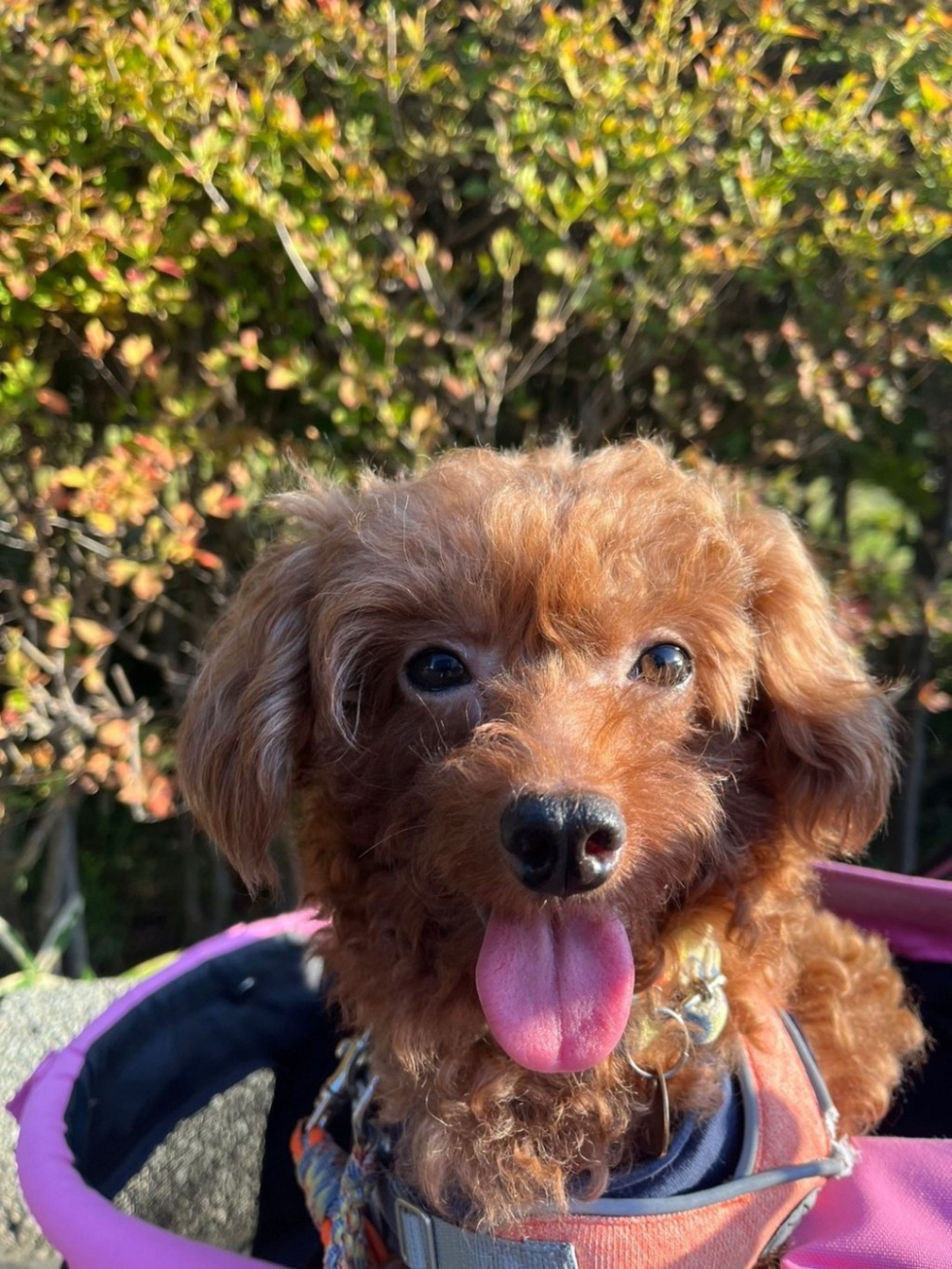 pet-image-3