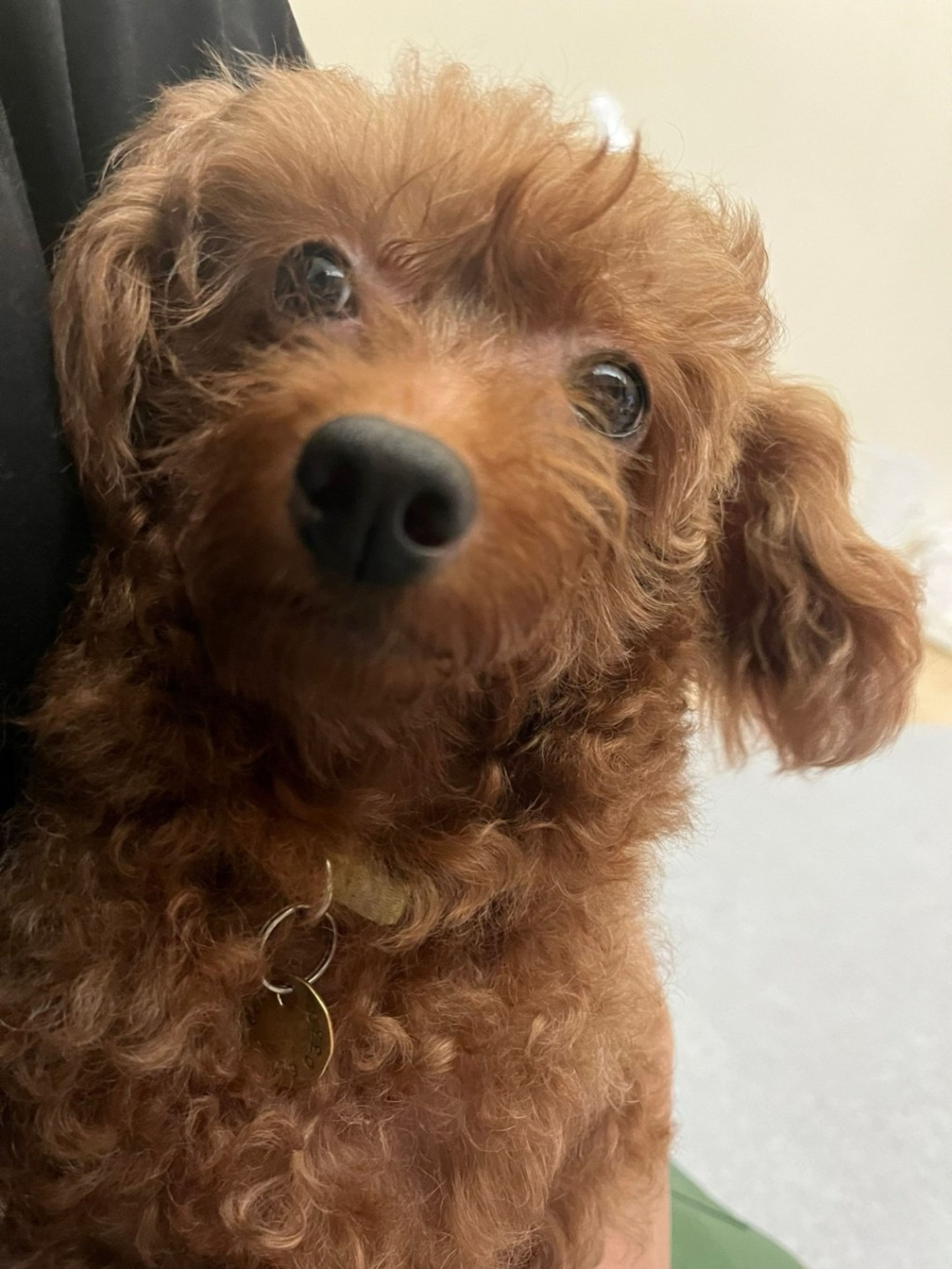 pet-image-4