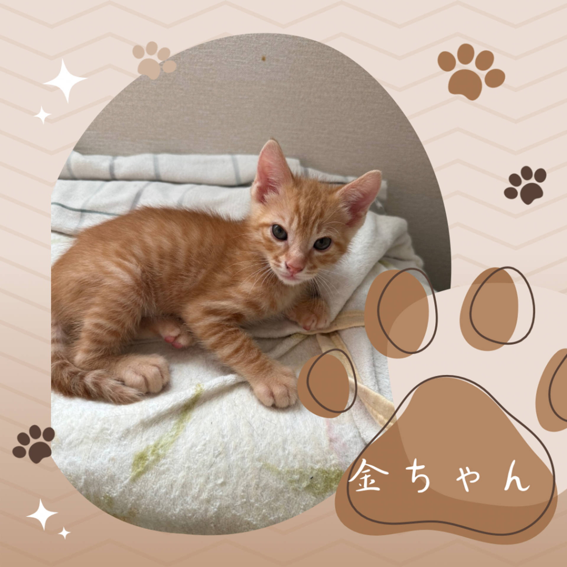 雑種（ミックス猫）・オスの里親募集の写真