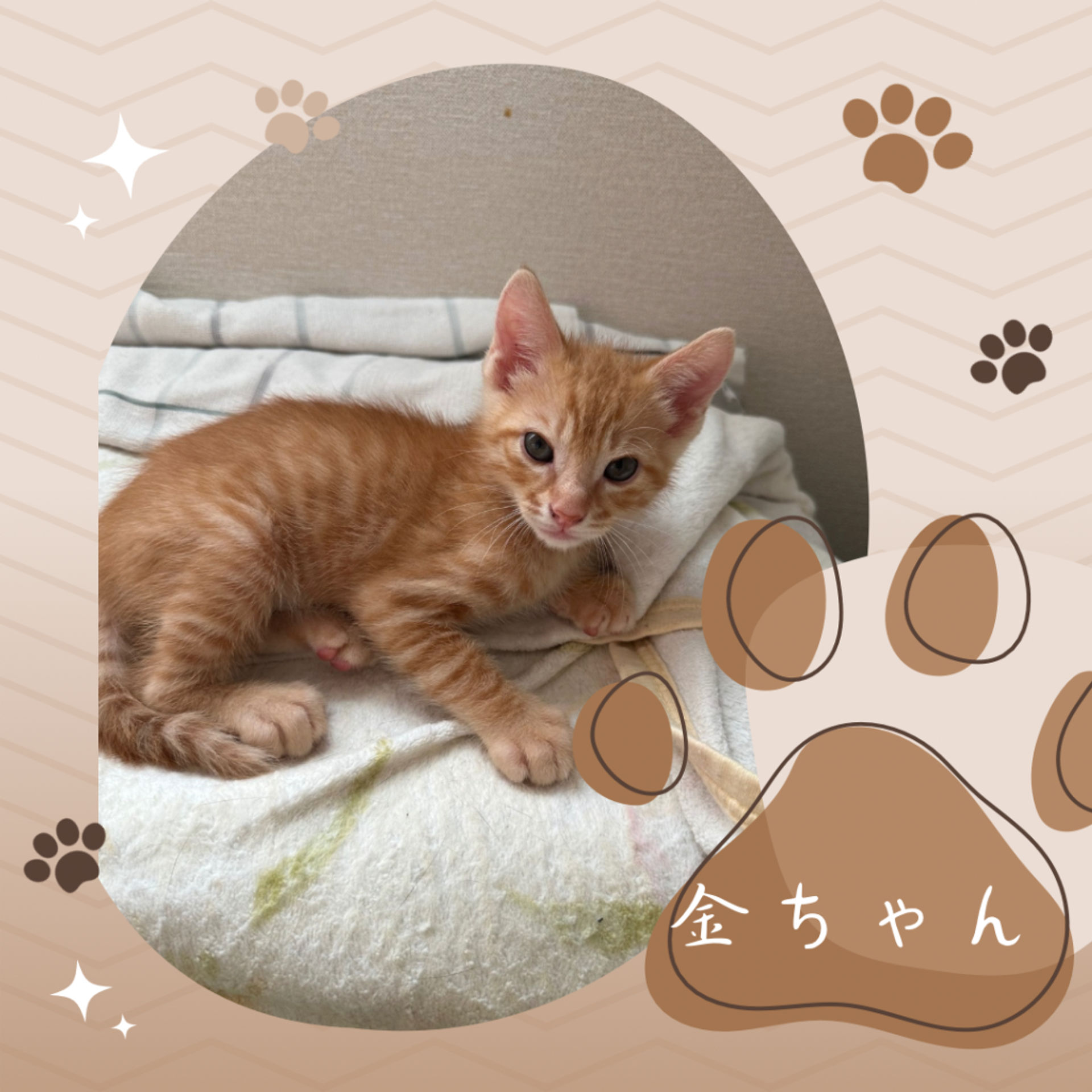 雑種（ミックス猫）・オスの里親募集の写真