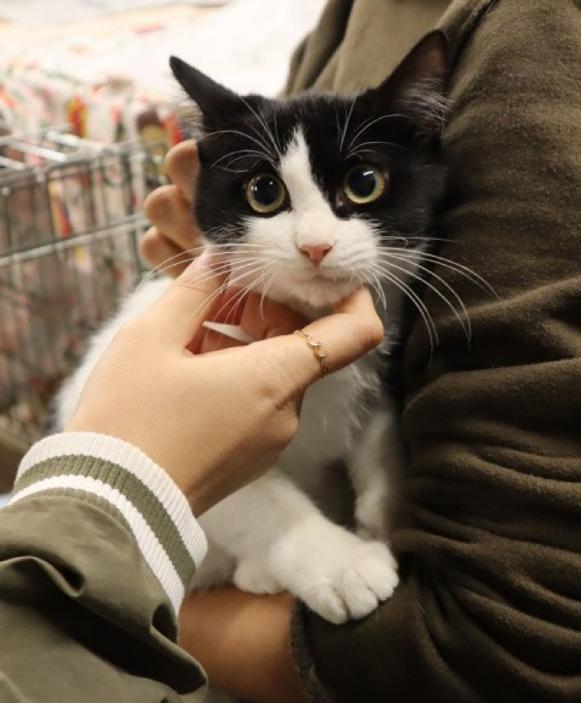 雑種（ミックス猫）・メスの里親募集の写真