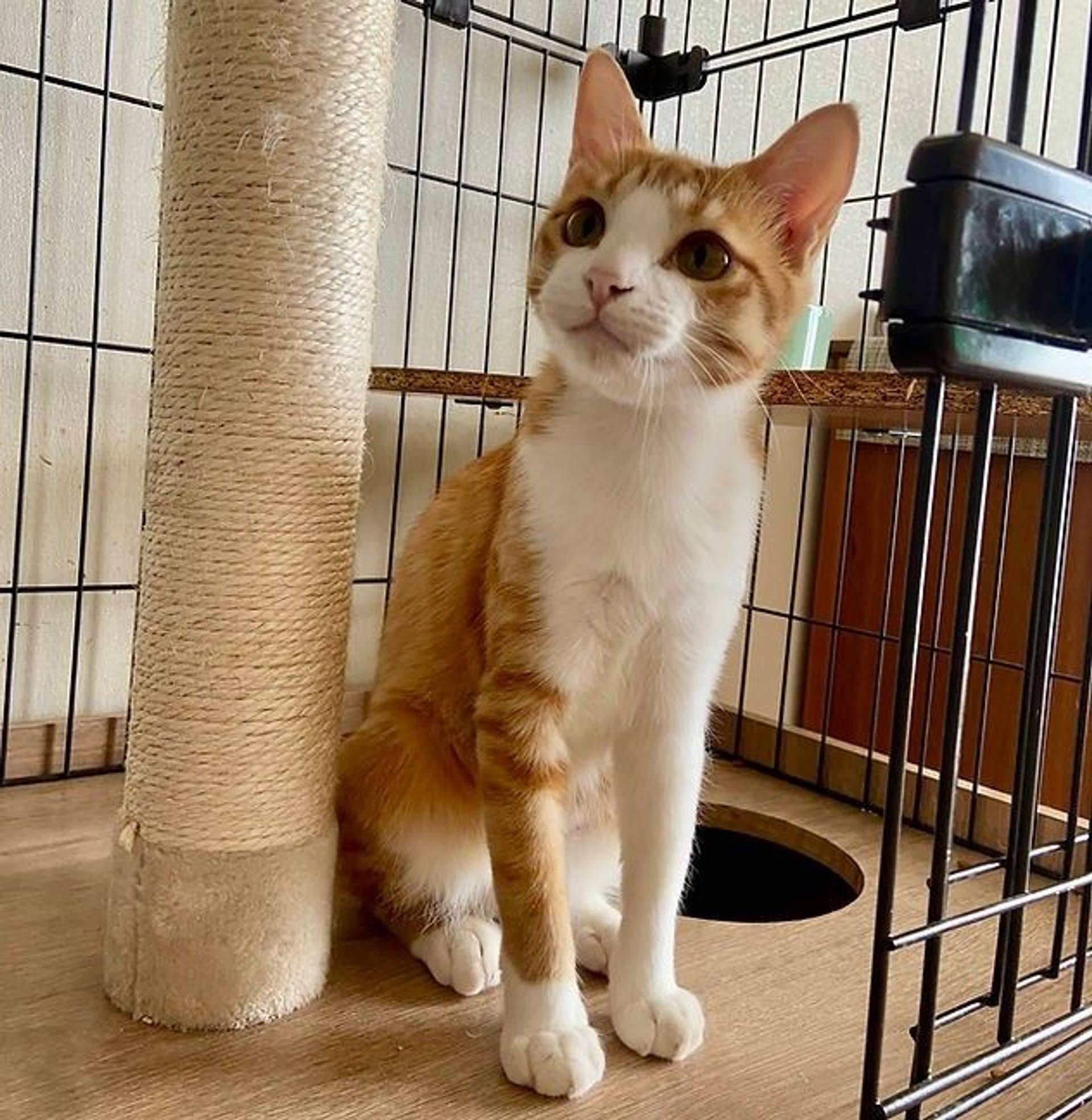 雑種（ミックス猫）・メスの里親募集の写真