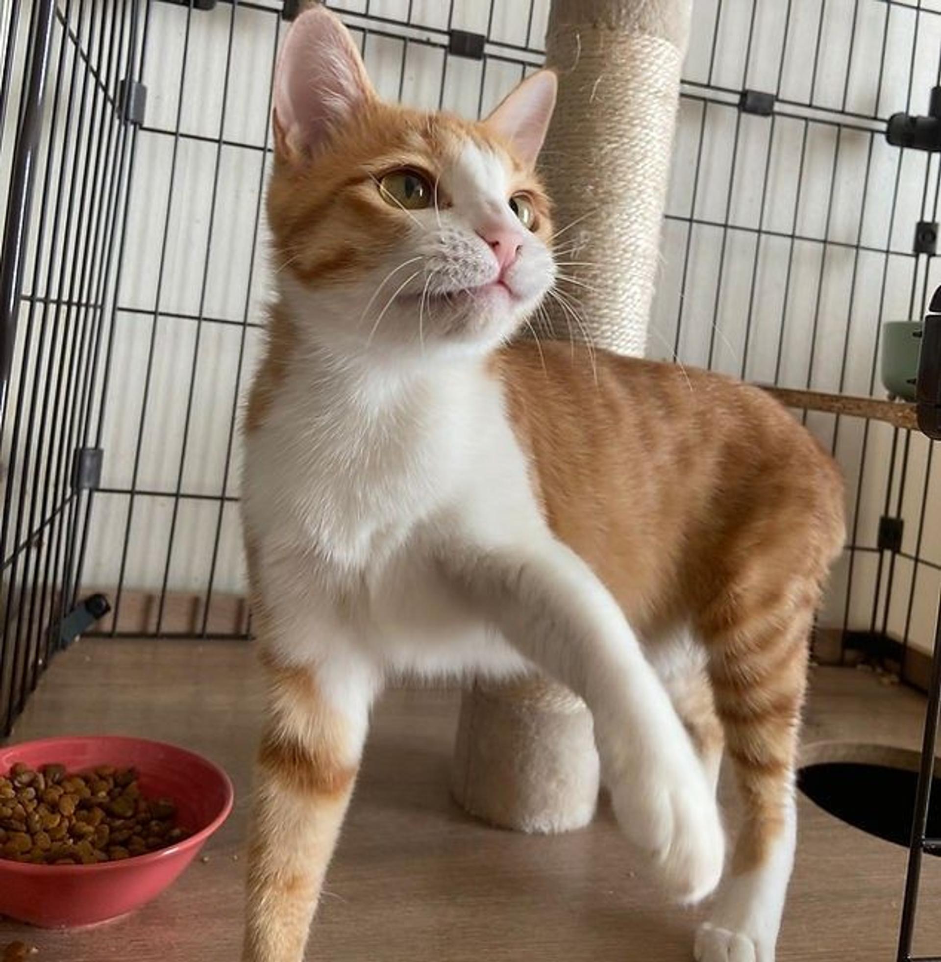 pet-image-4