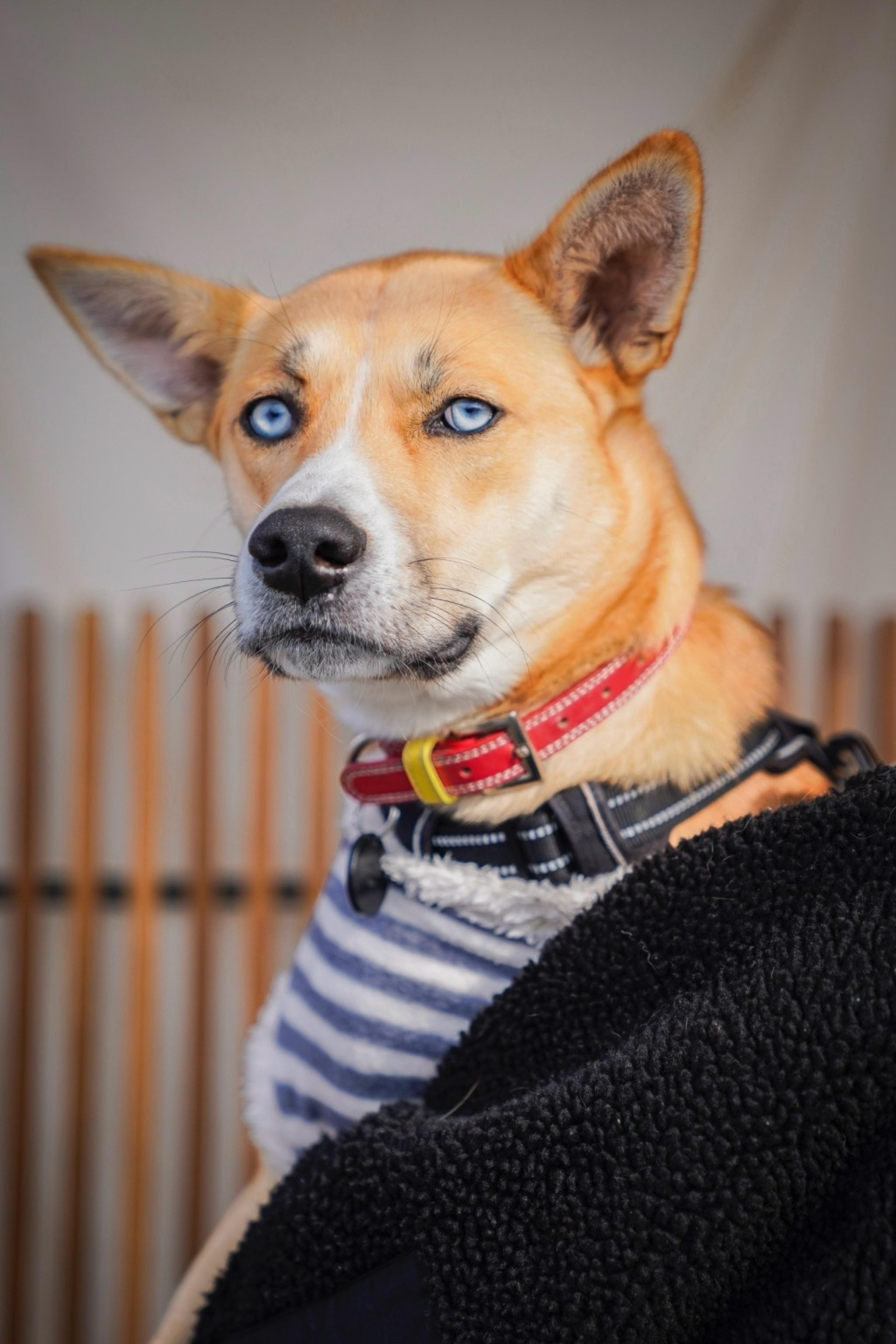 pet-image-2