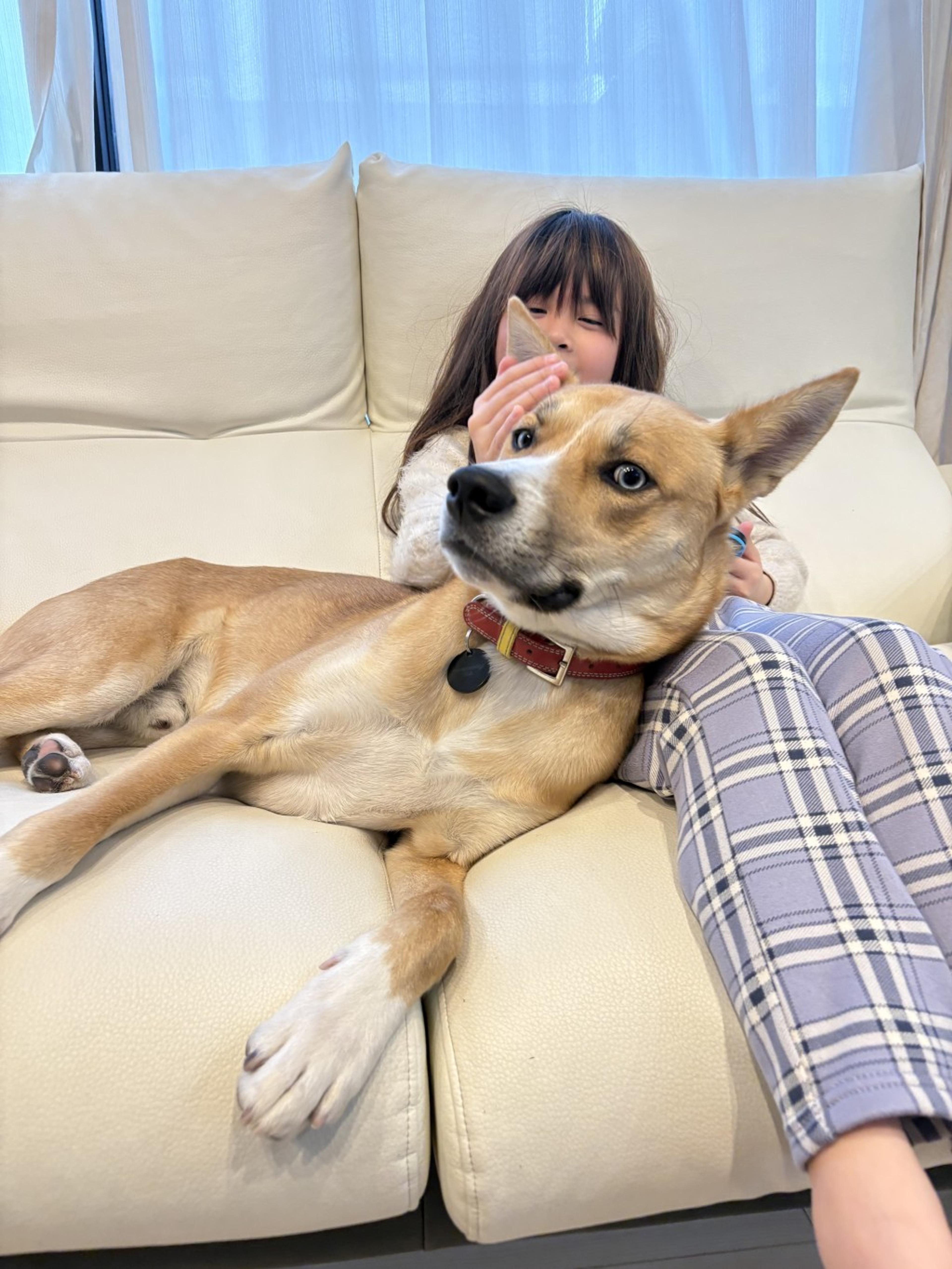 pet-image-4