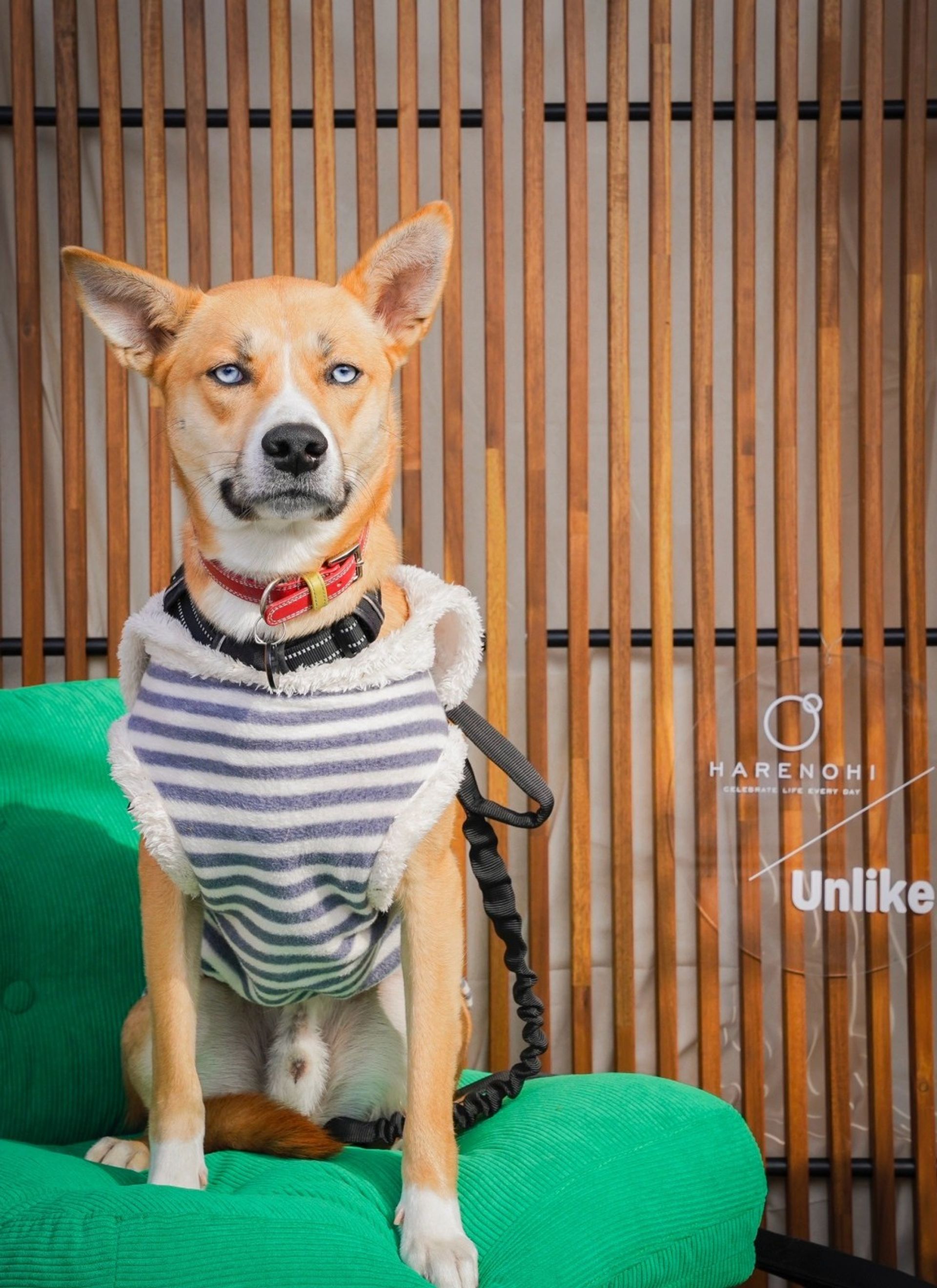 雑種（ミックス犬）・オスの里親募集の写真
