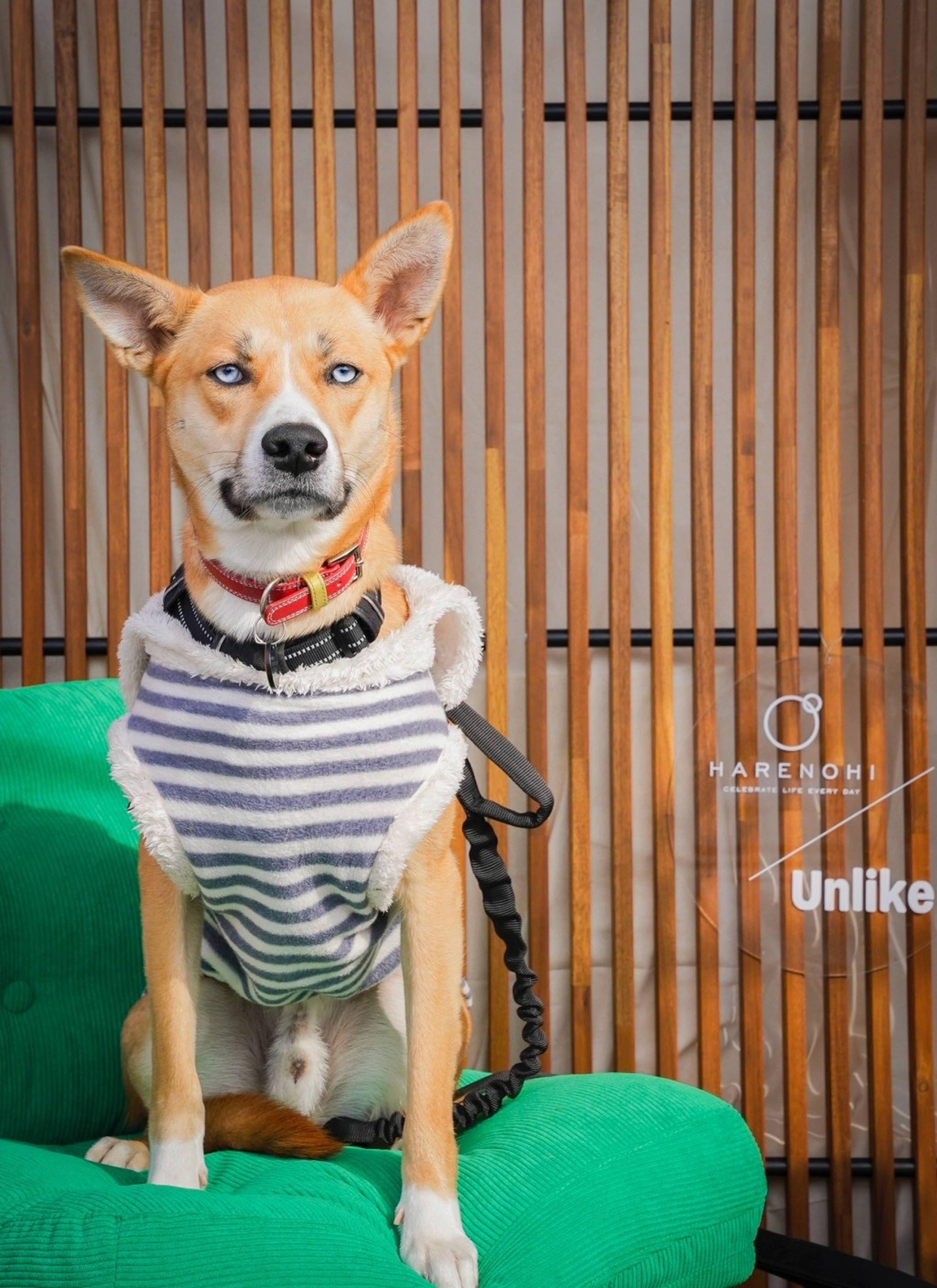 雑種（ミックス犬）・オスの里親募集の写真